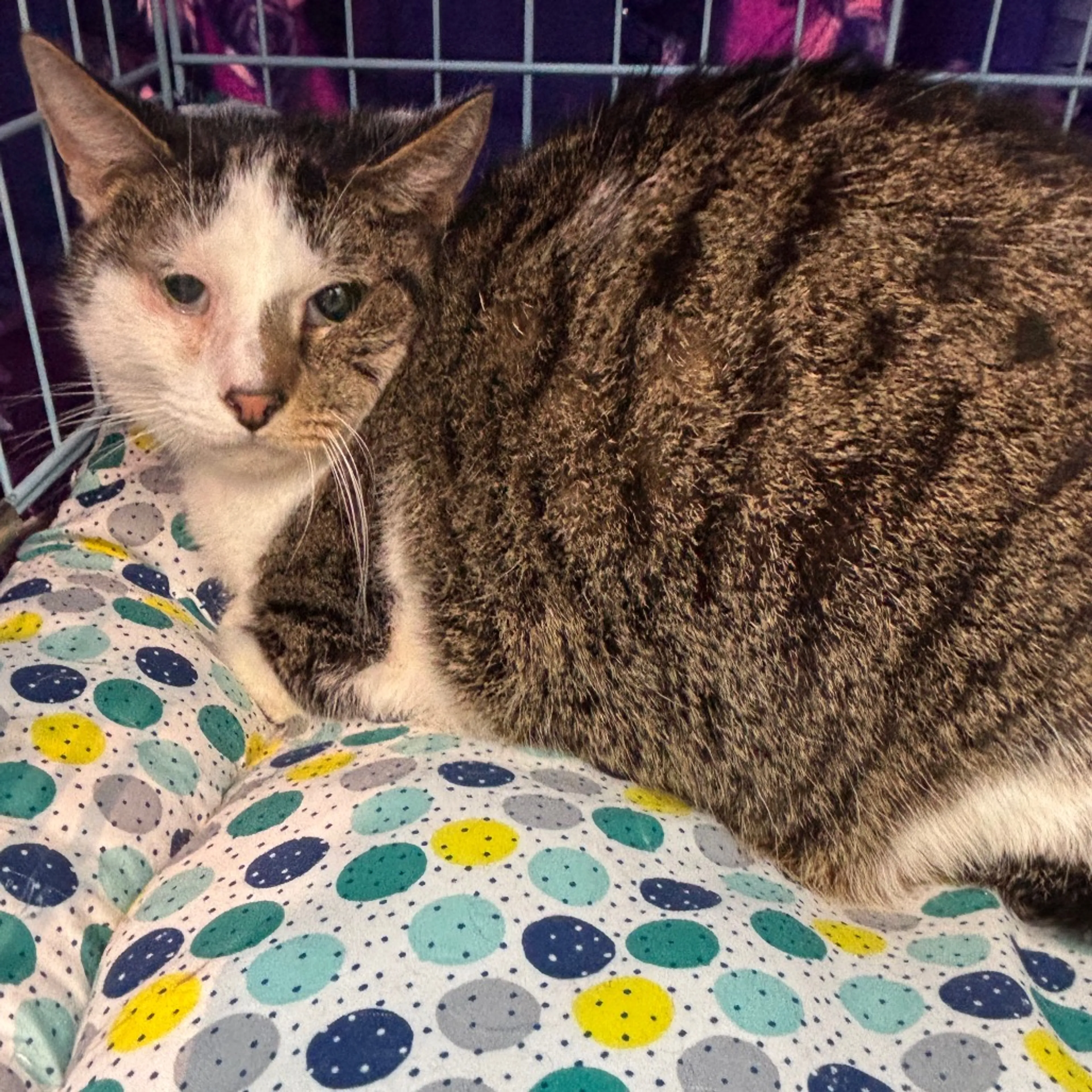 Found pet-1