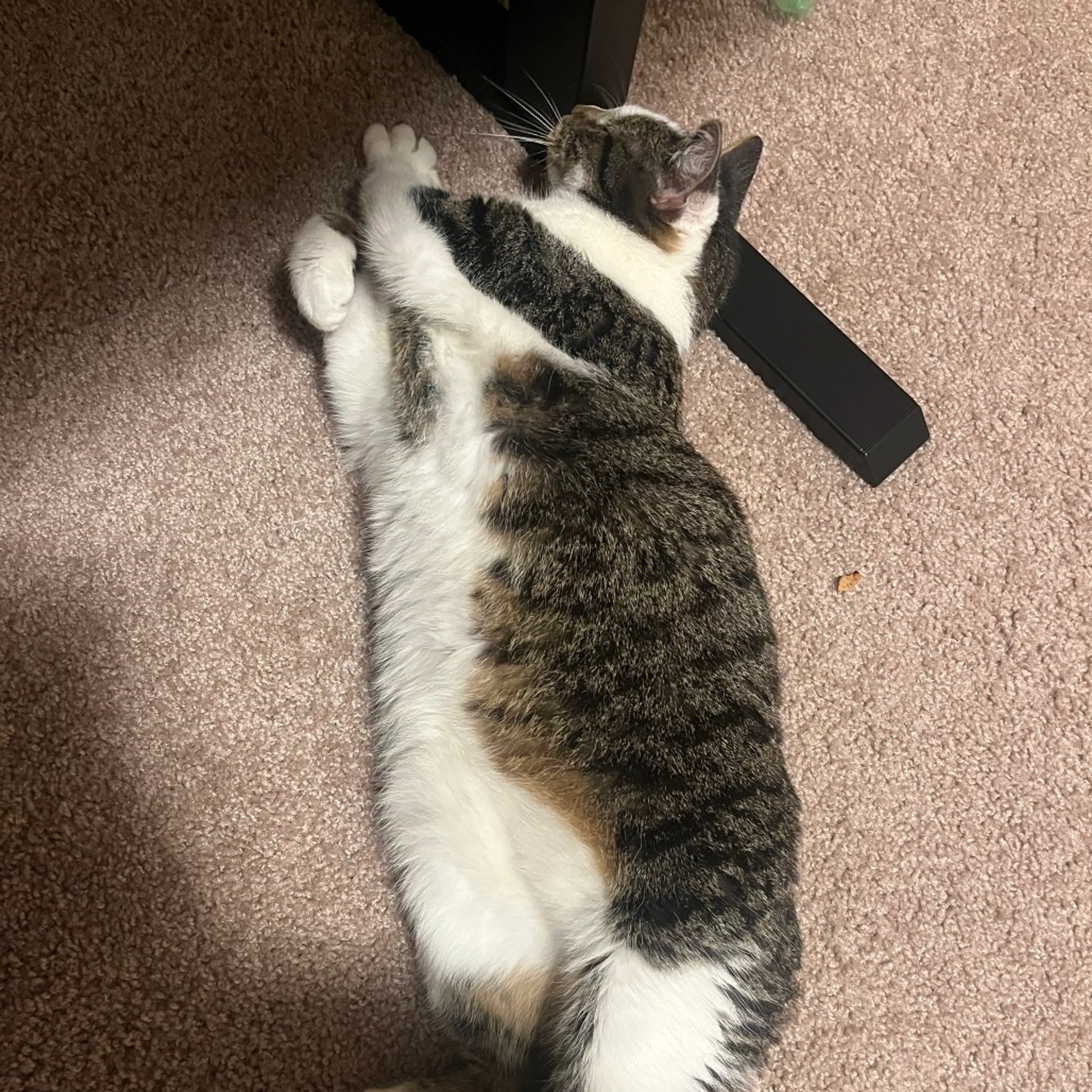 Found pet-2