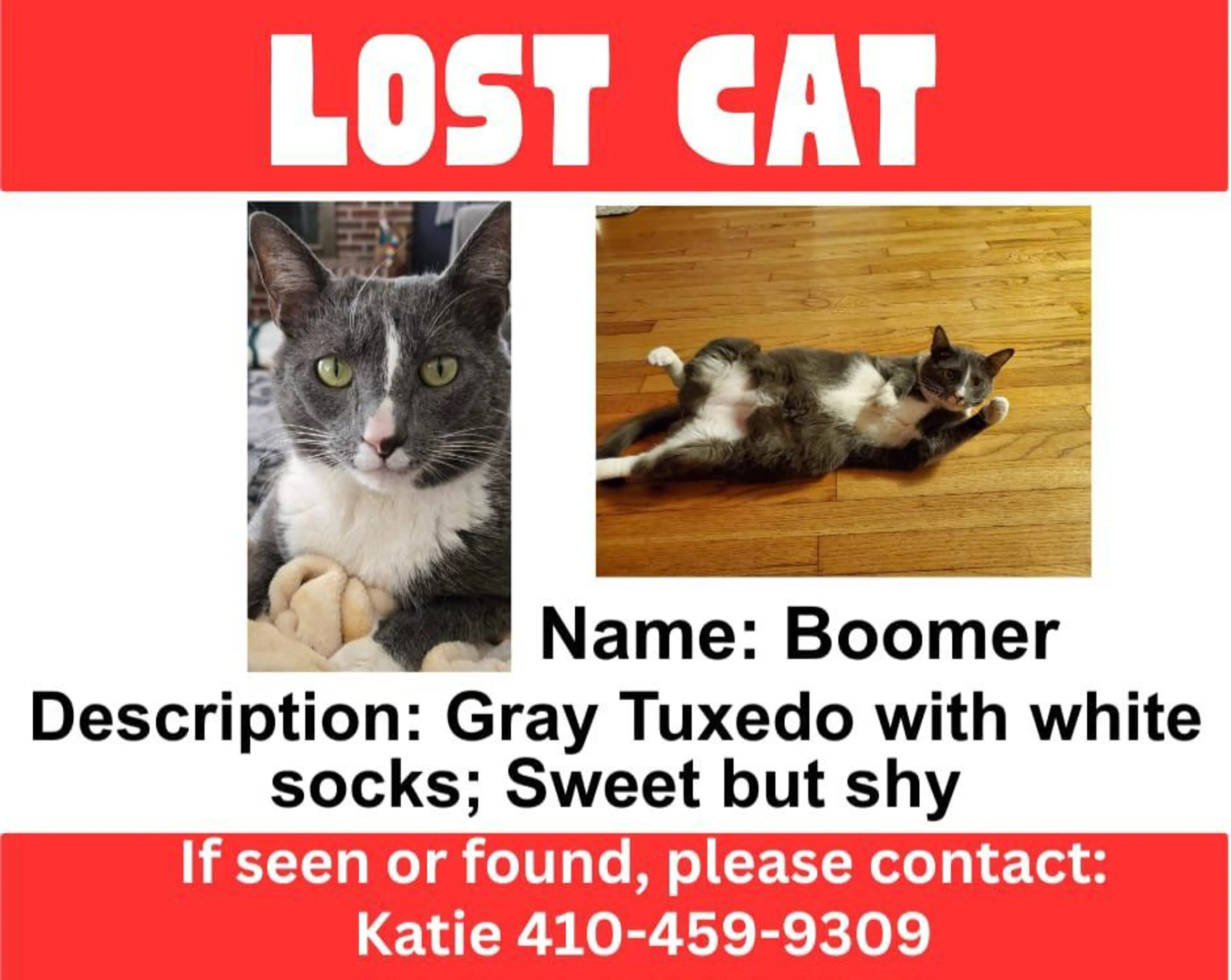 Lost pet