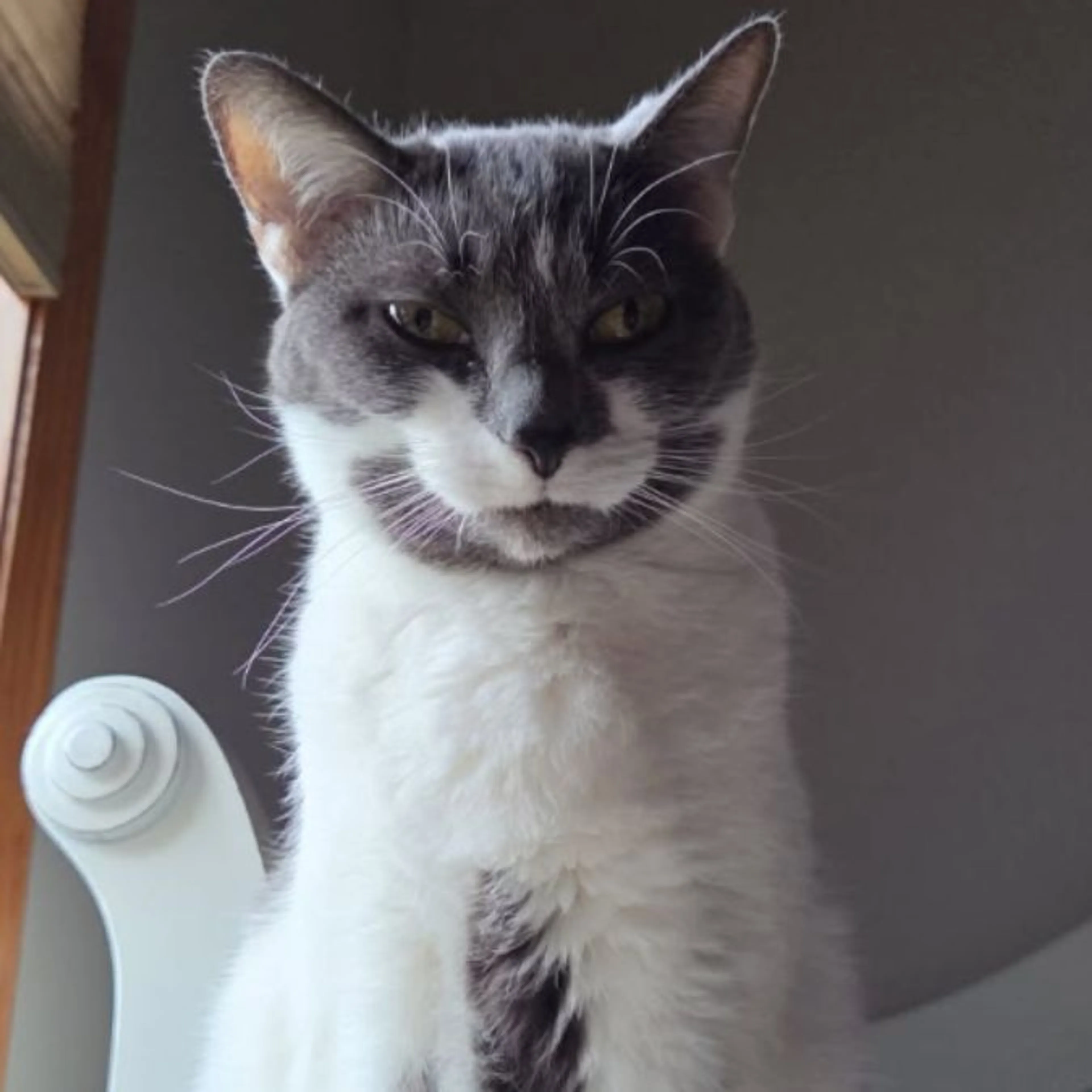 Lost pet