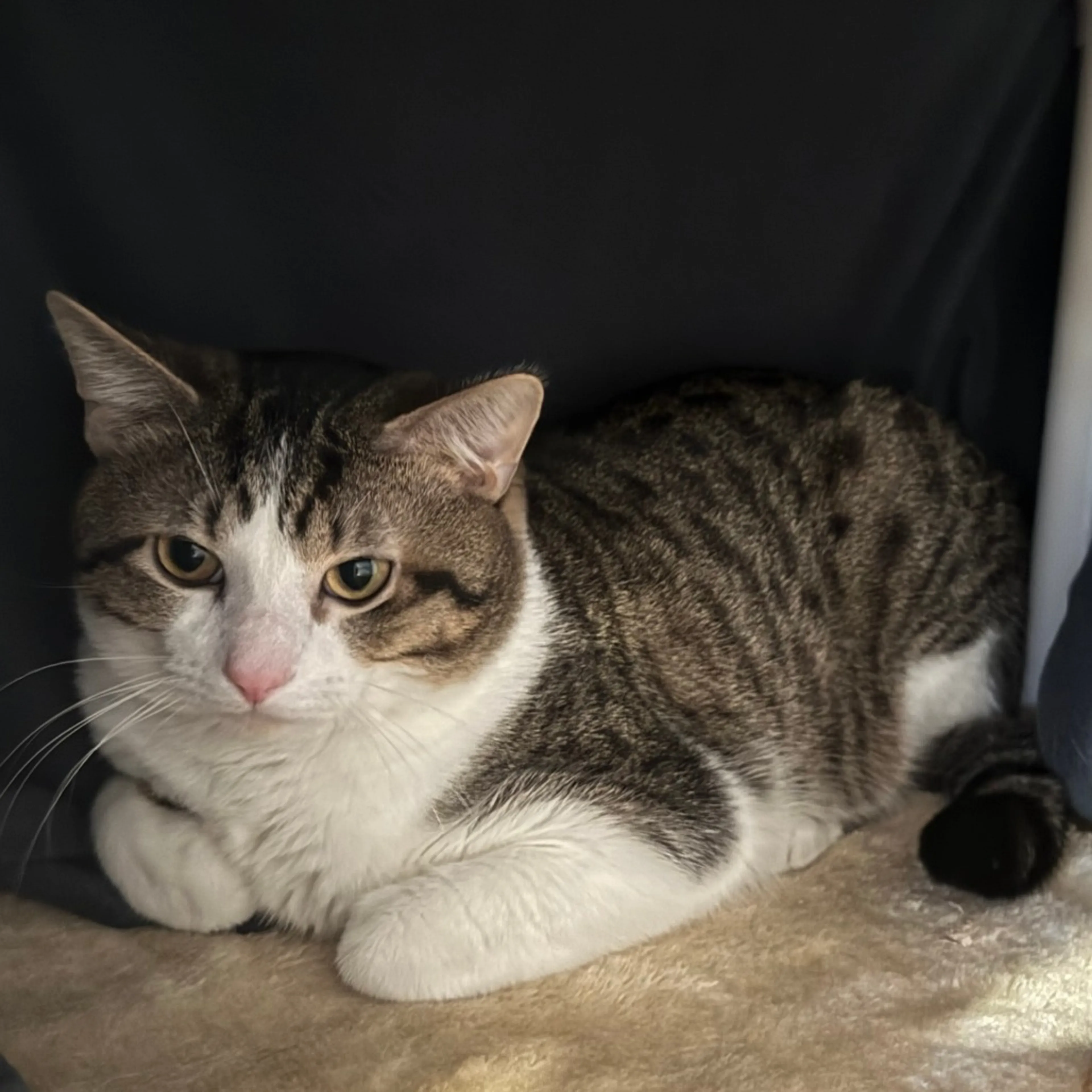 Found pet-1