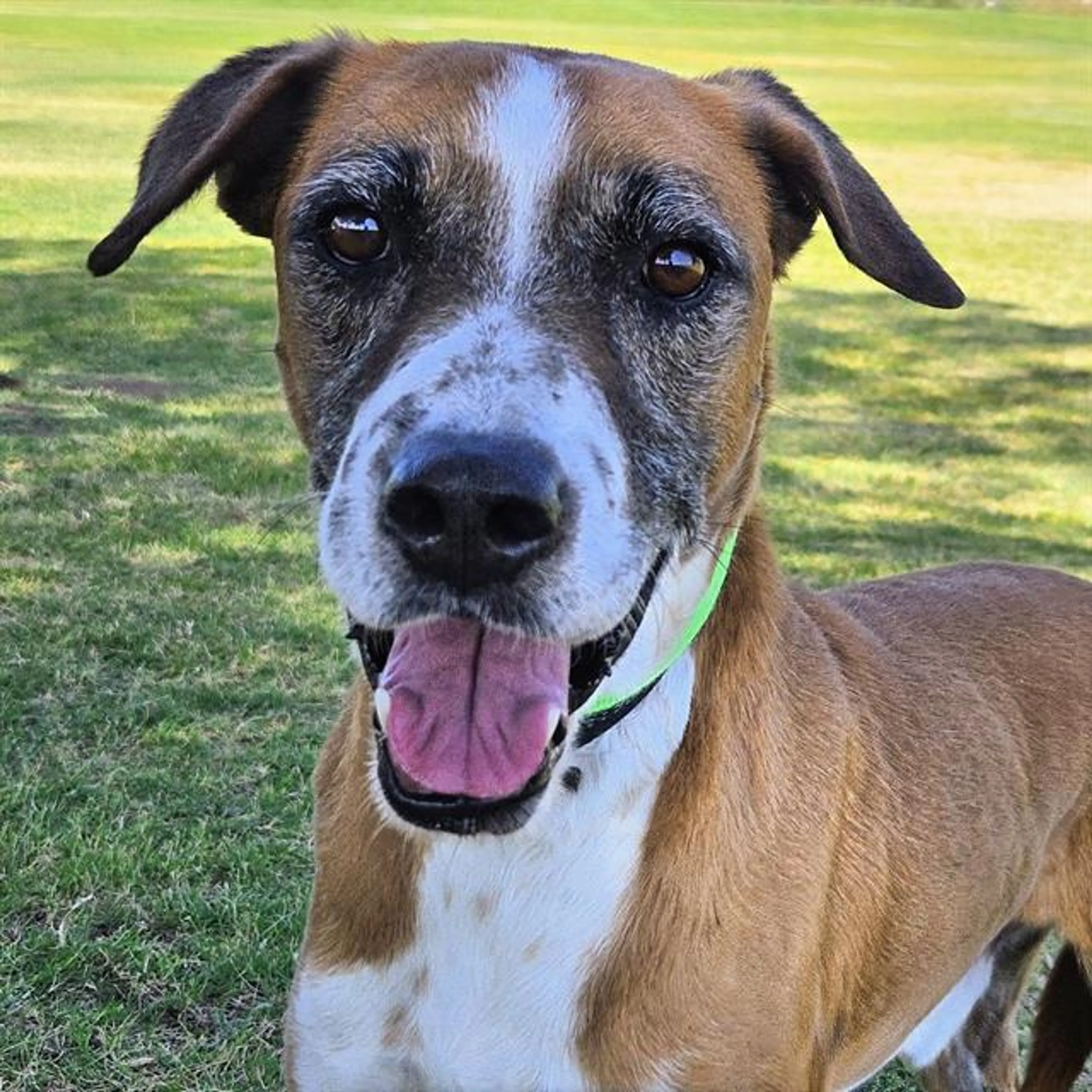cdn image
