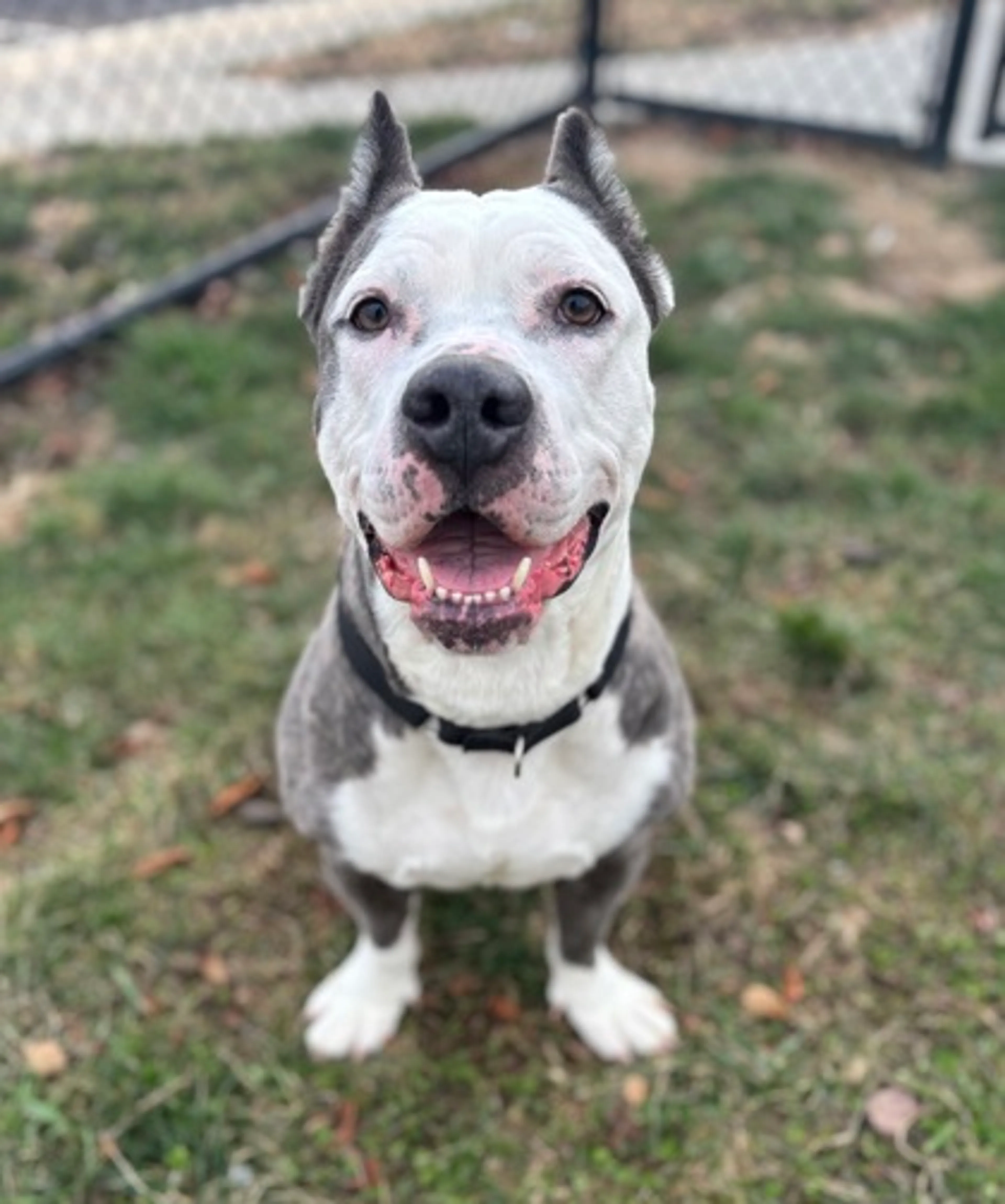 Found pet-1