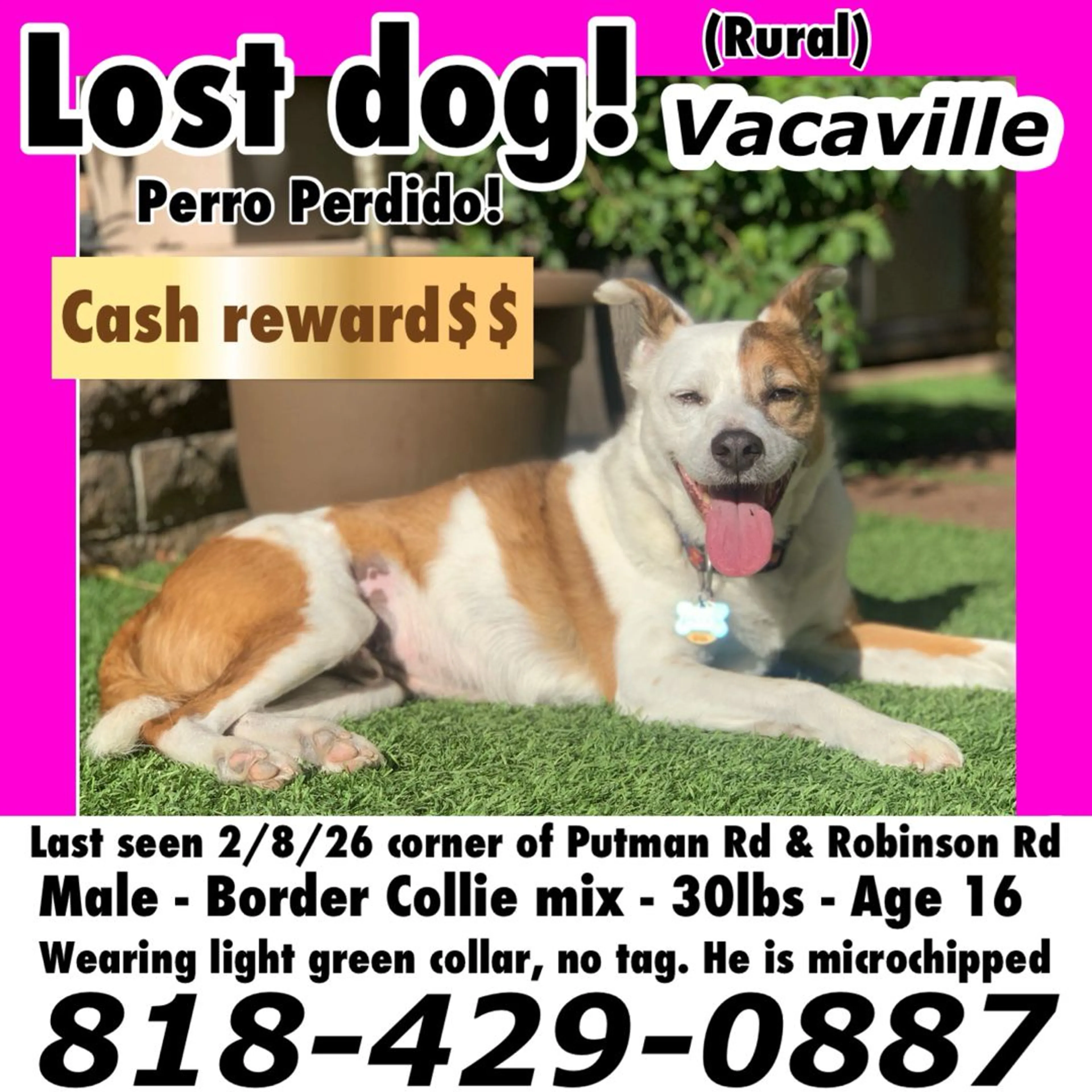 Lost pet
