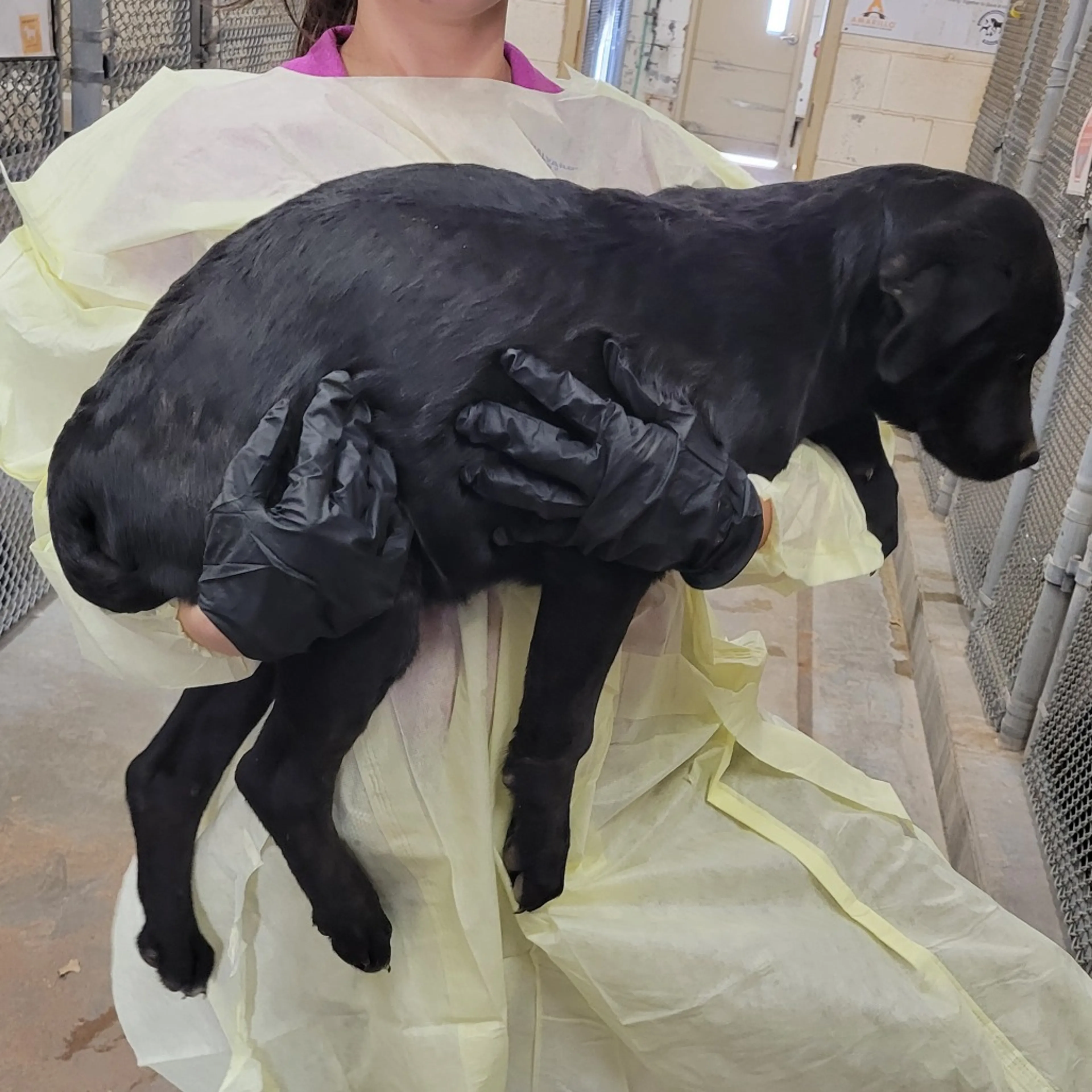 Found pet-4