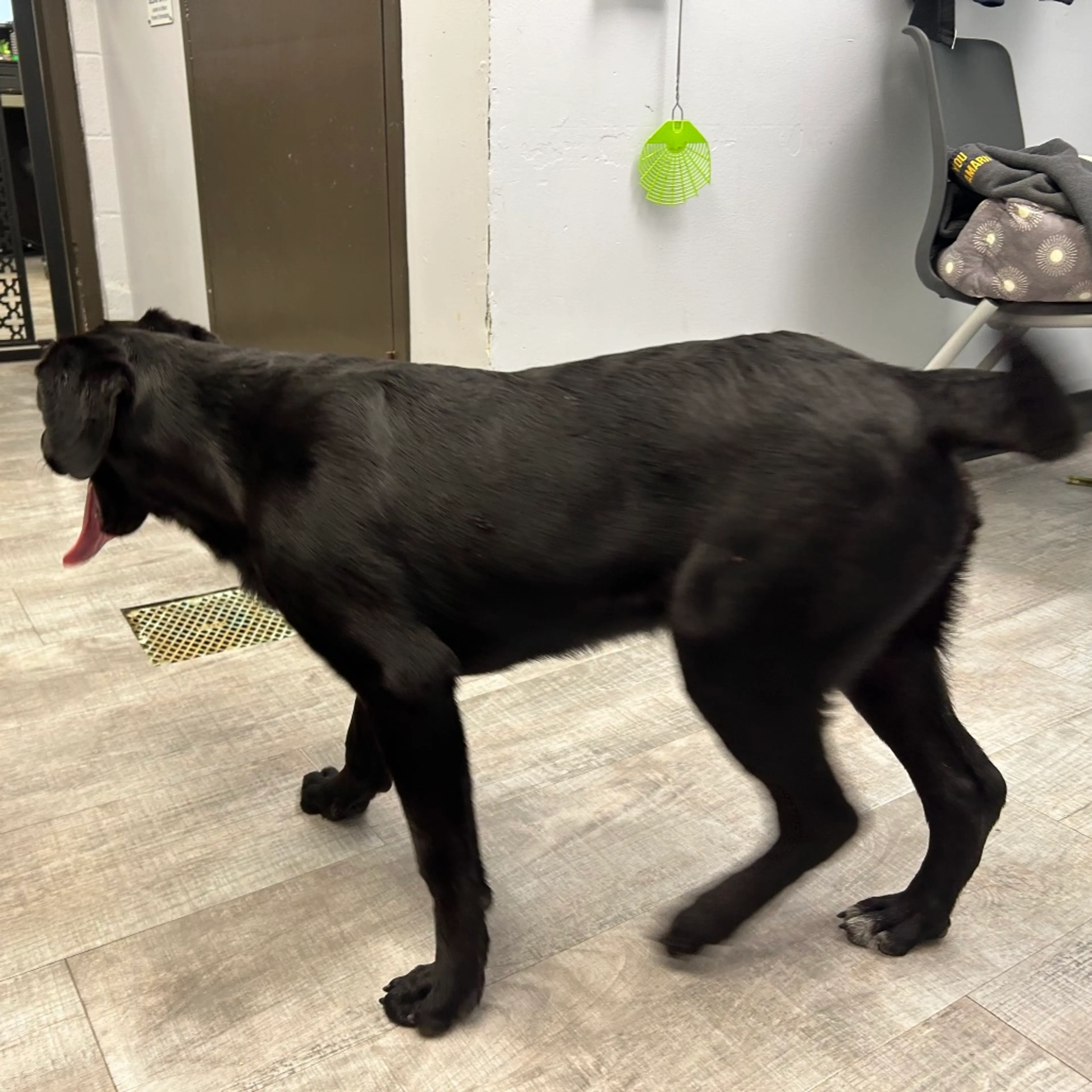 Found pet-7