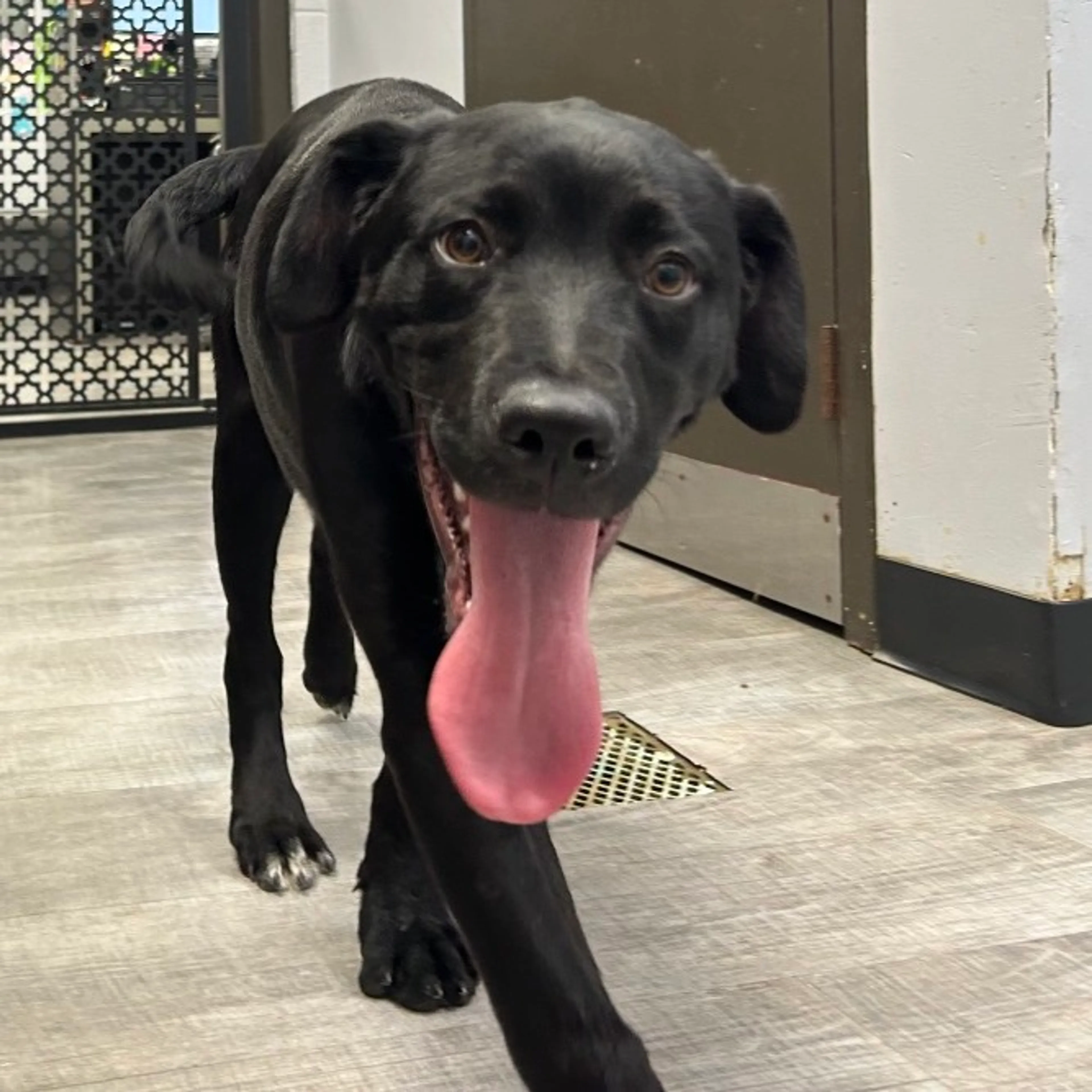 Found pet-5