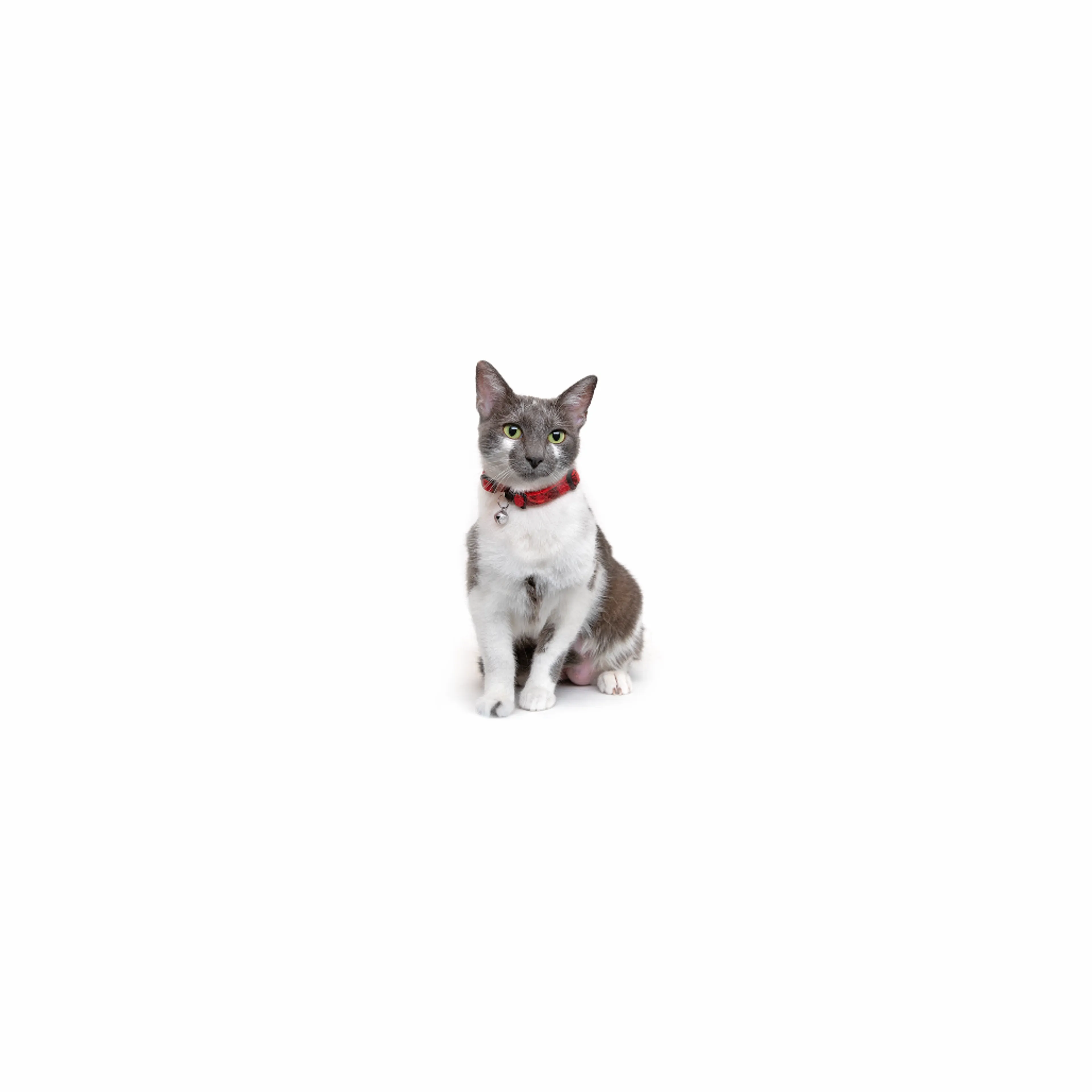 cdn image