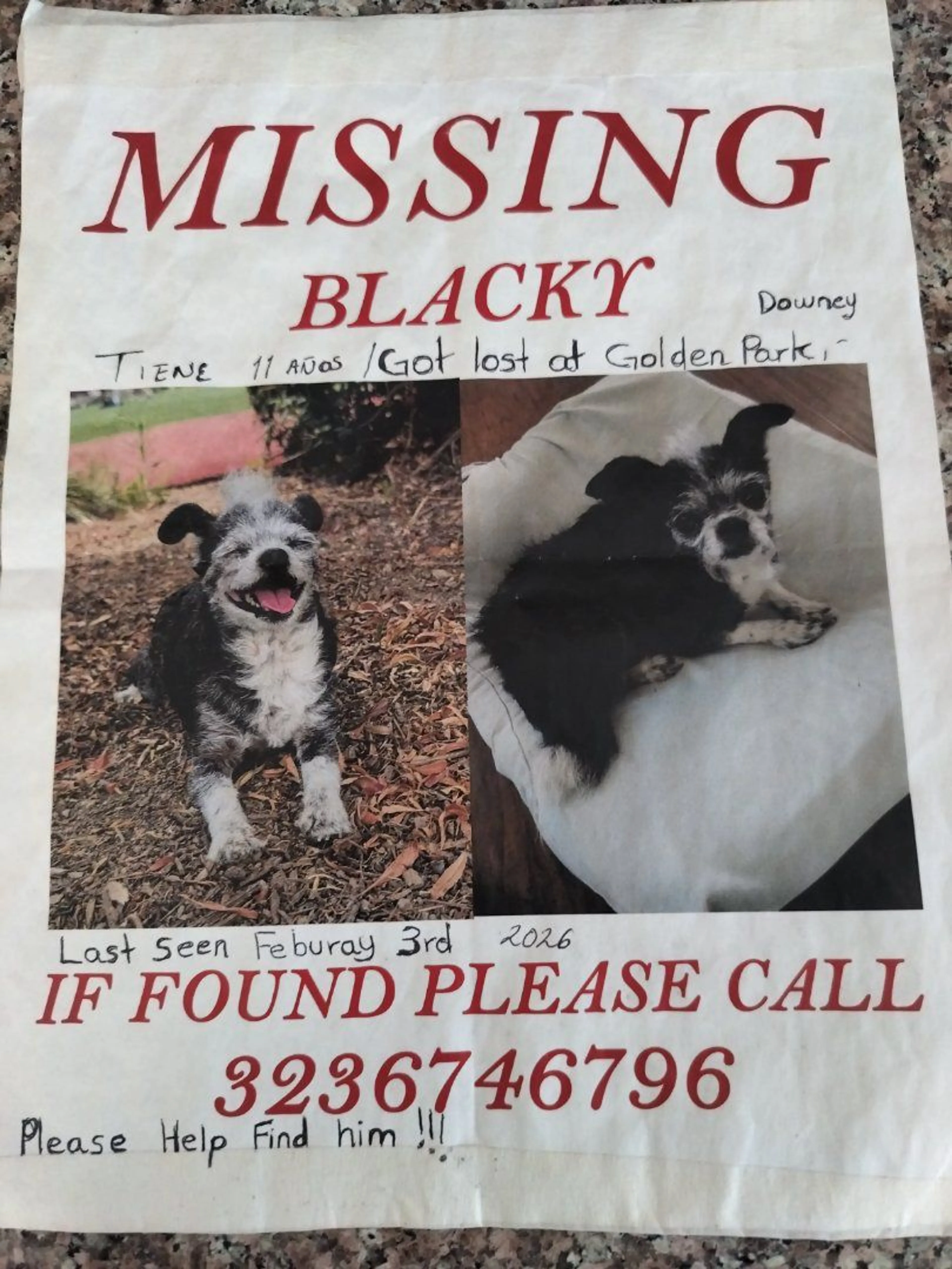 Lost pet