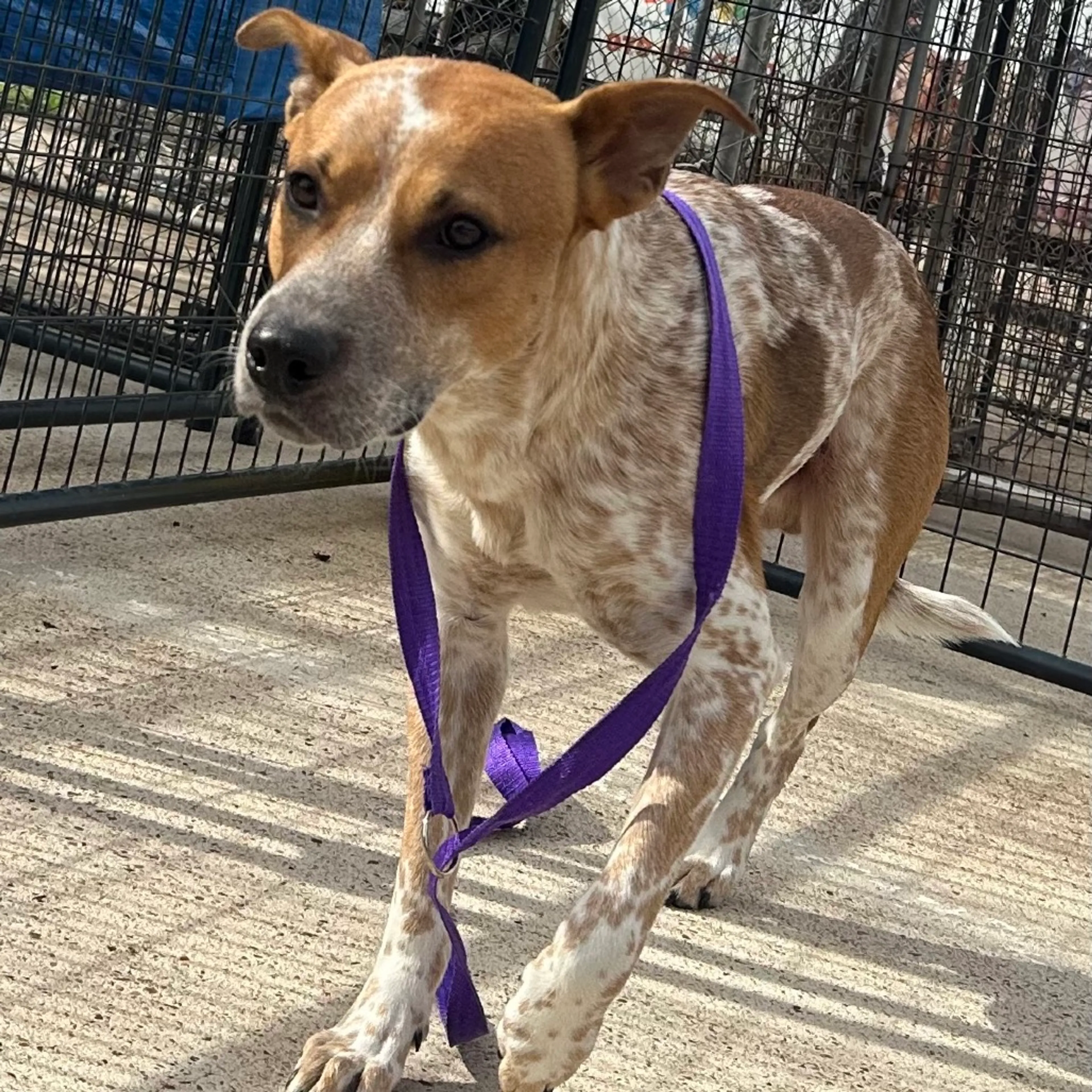 Found pet-1