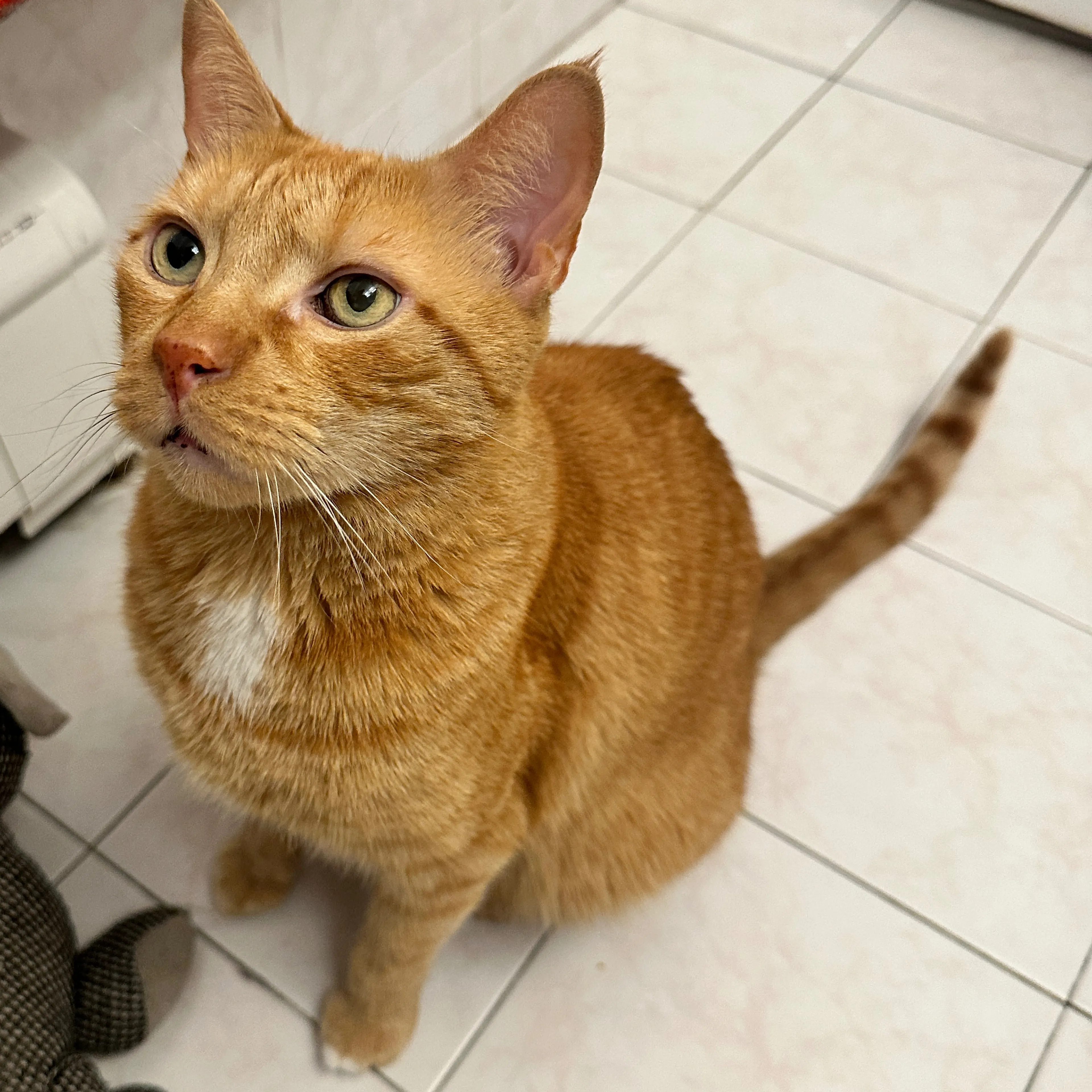 Lost pet-3