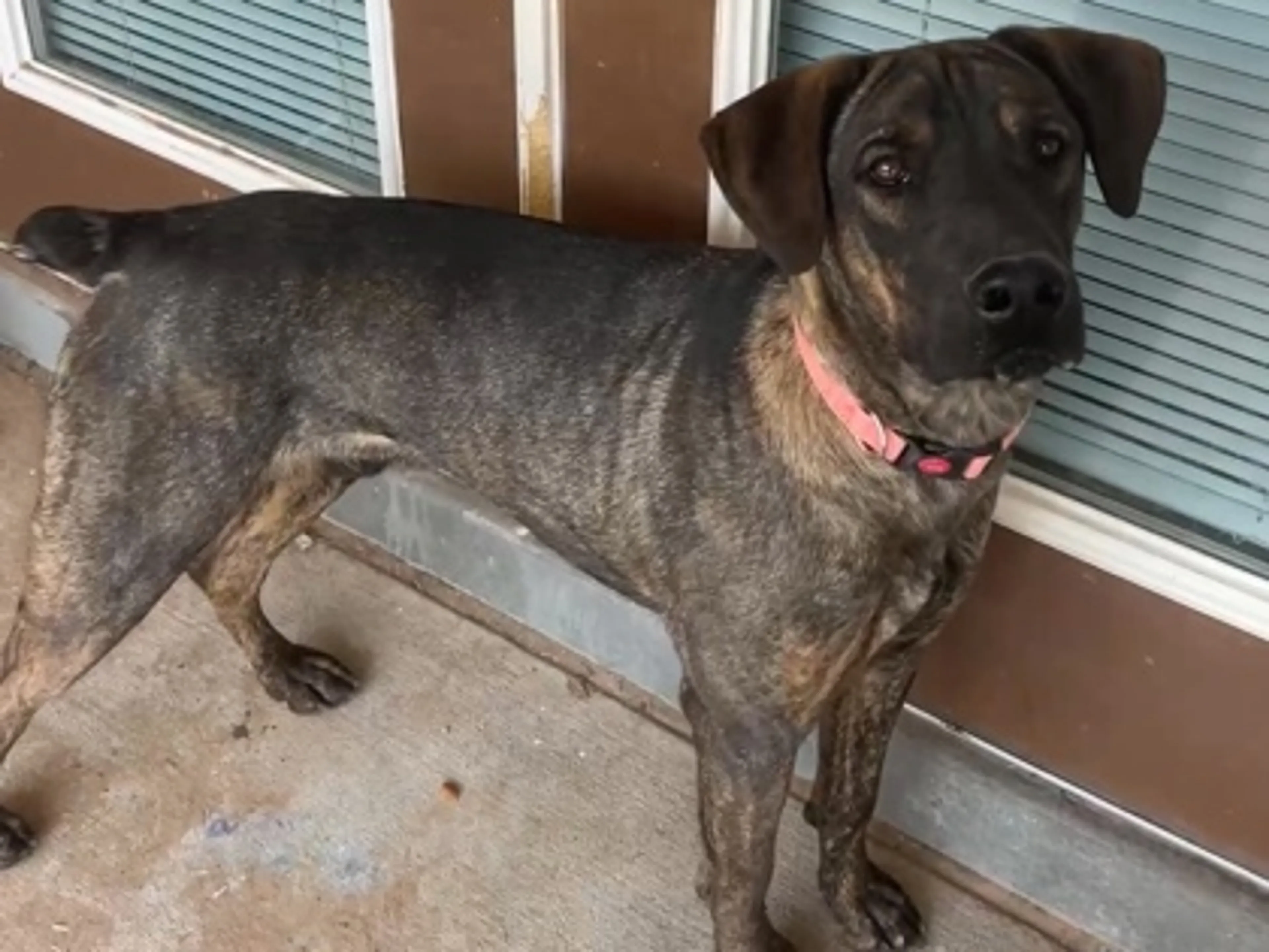 Found pet-2