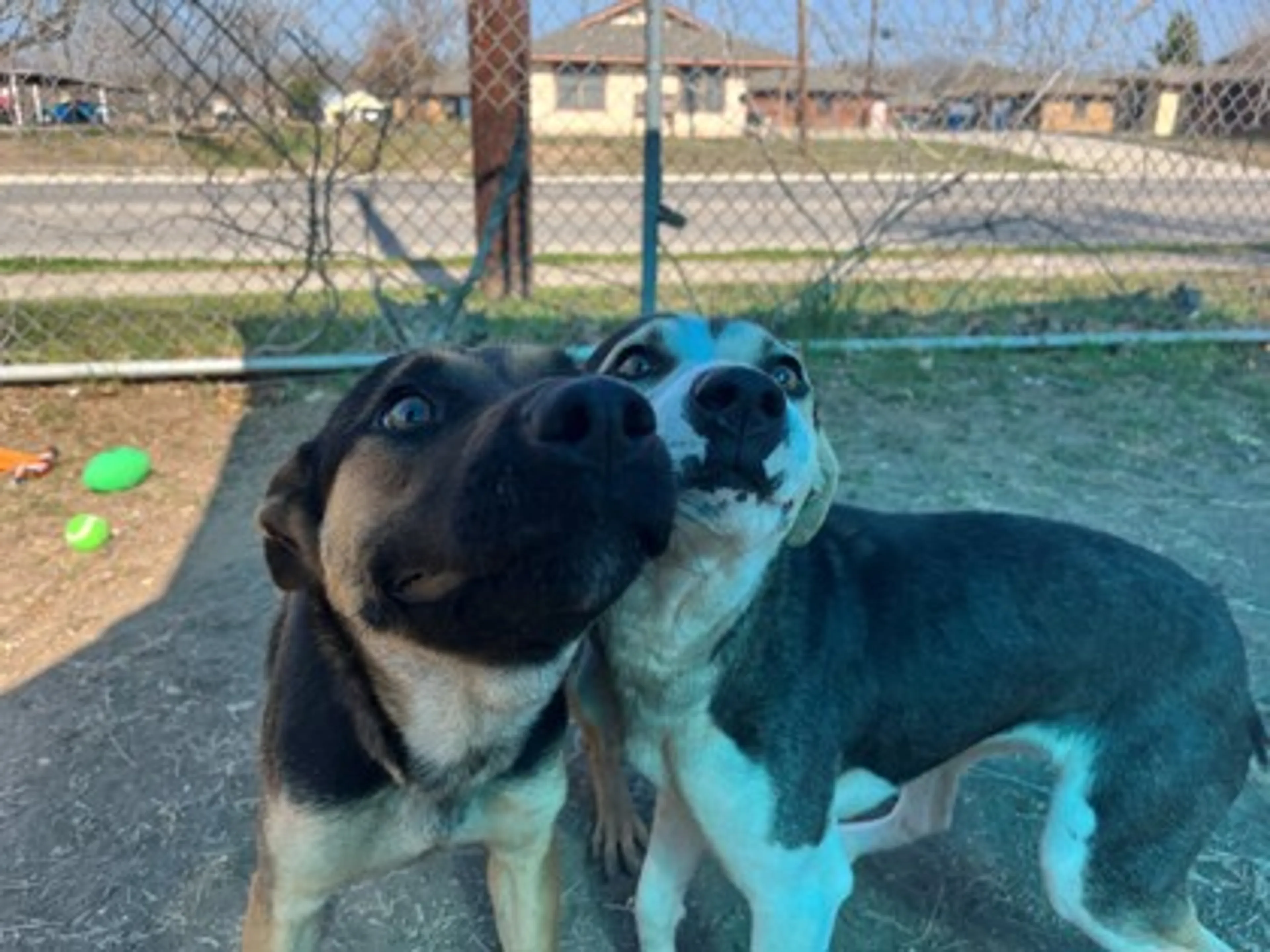 Found pet-1