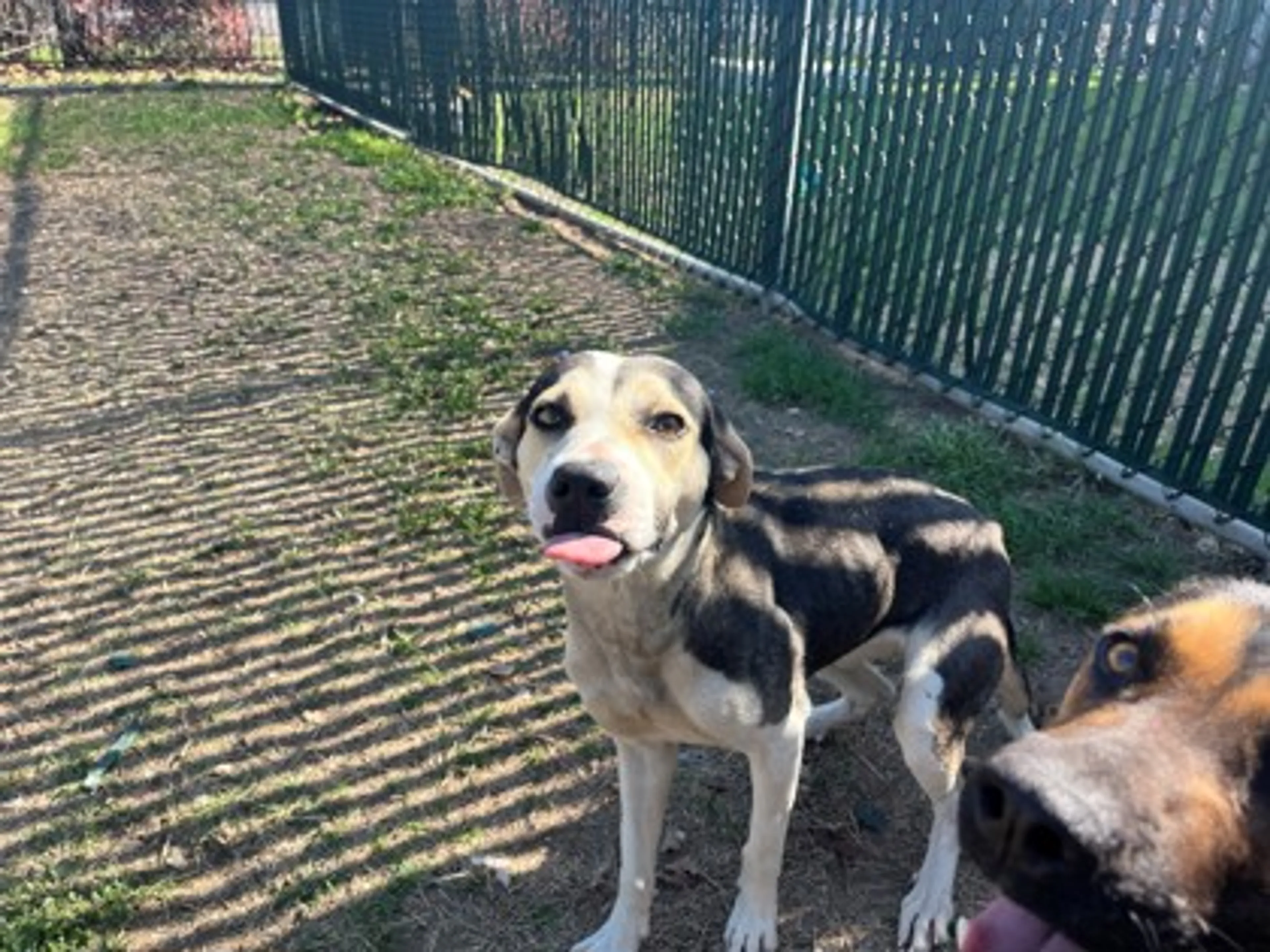 Found pet-2