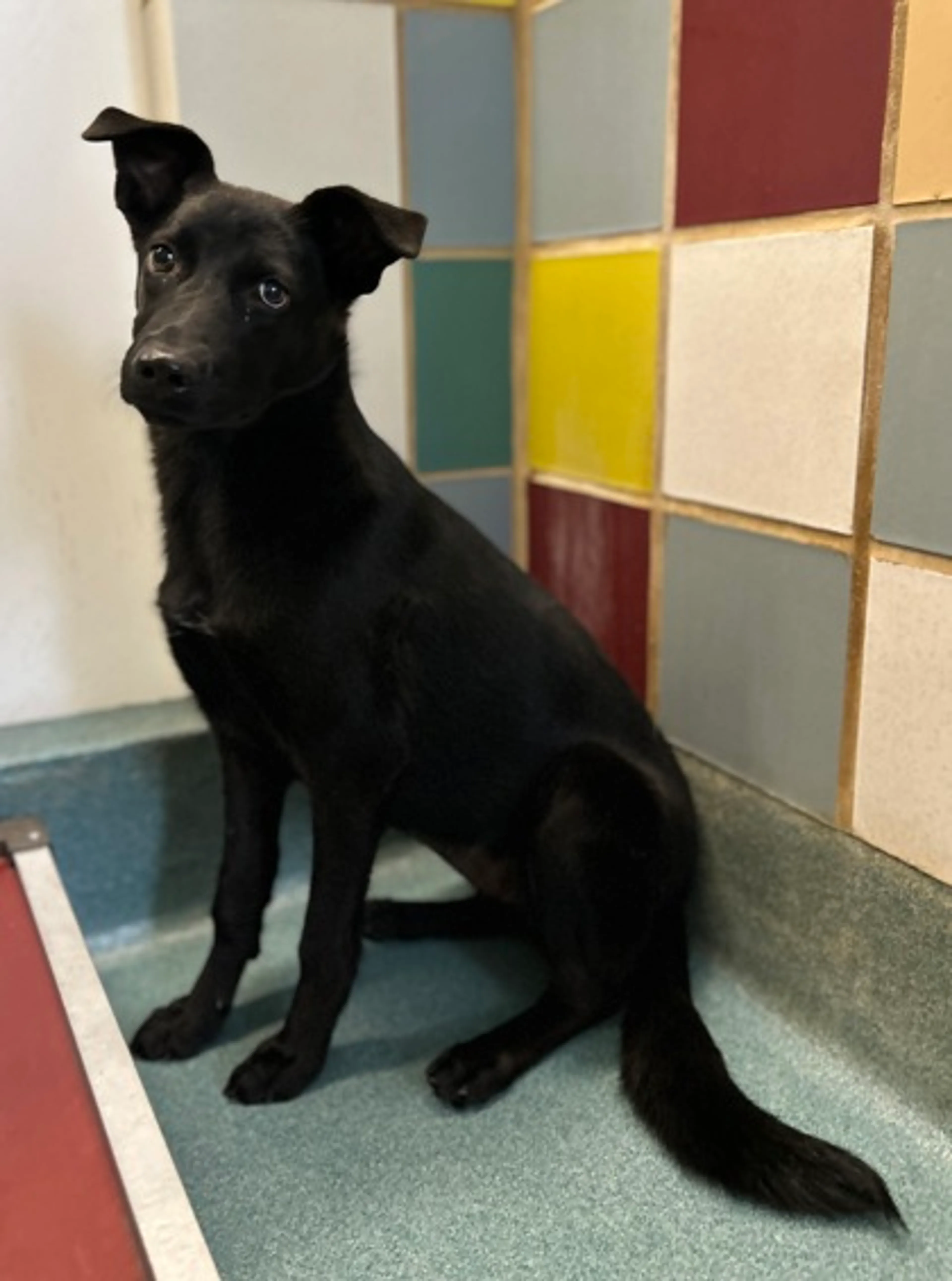 Found pet-2