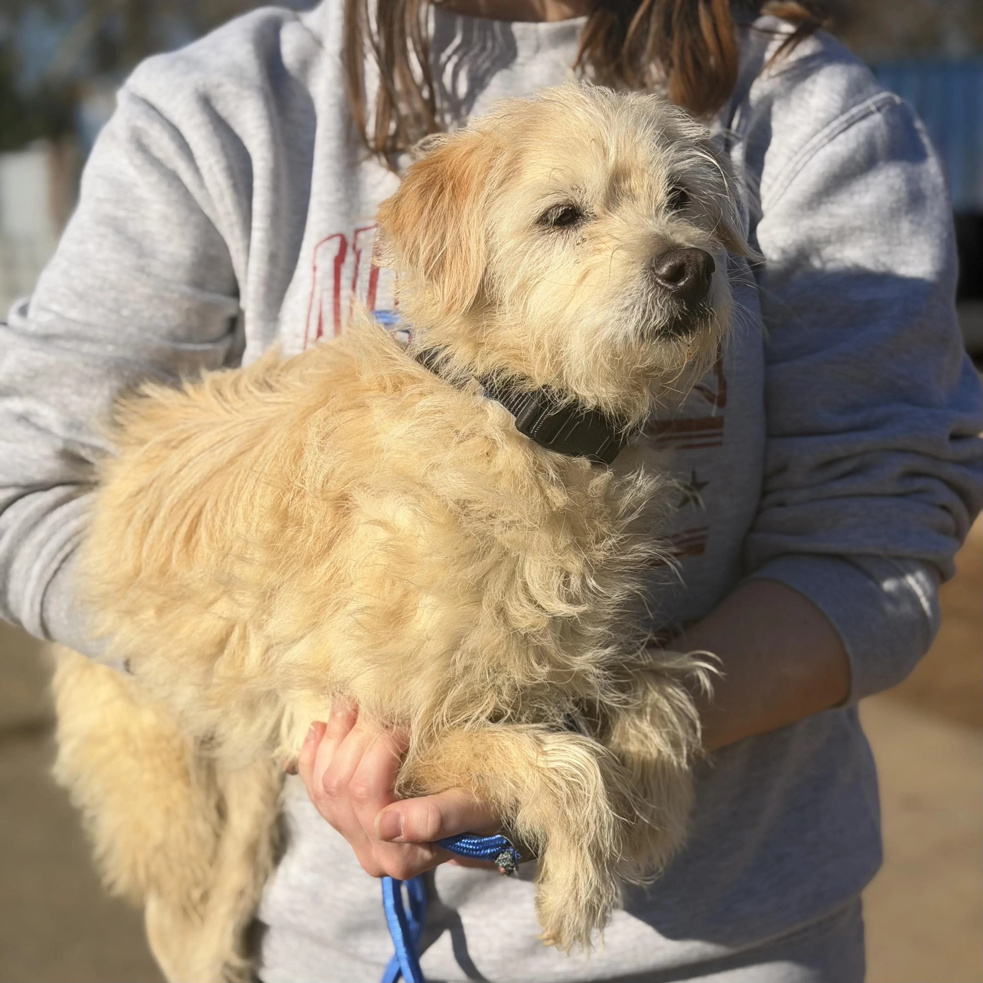 Found pet-3