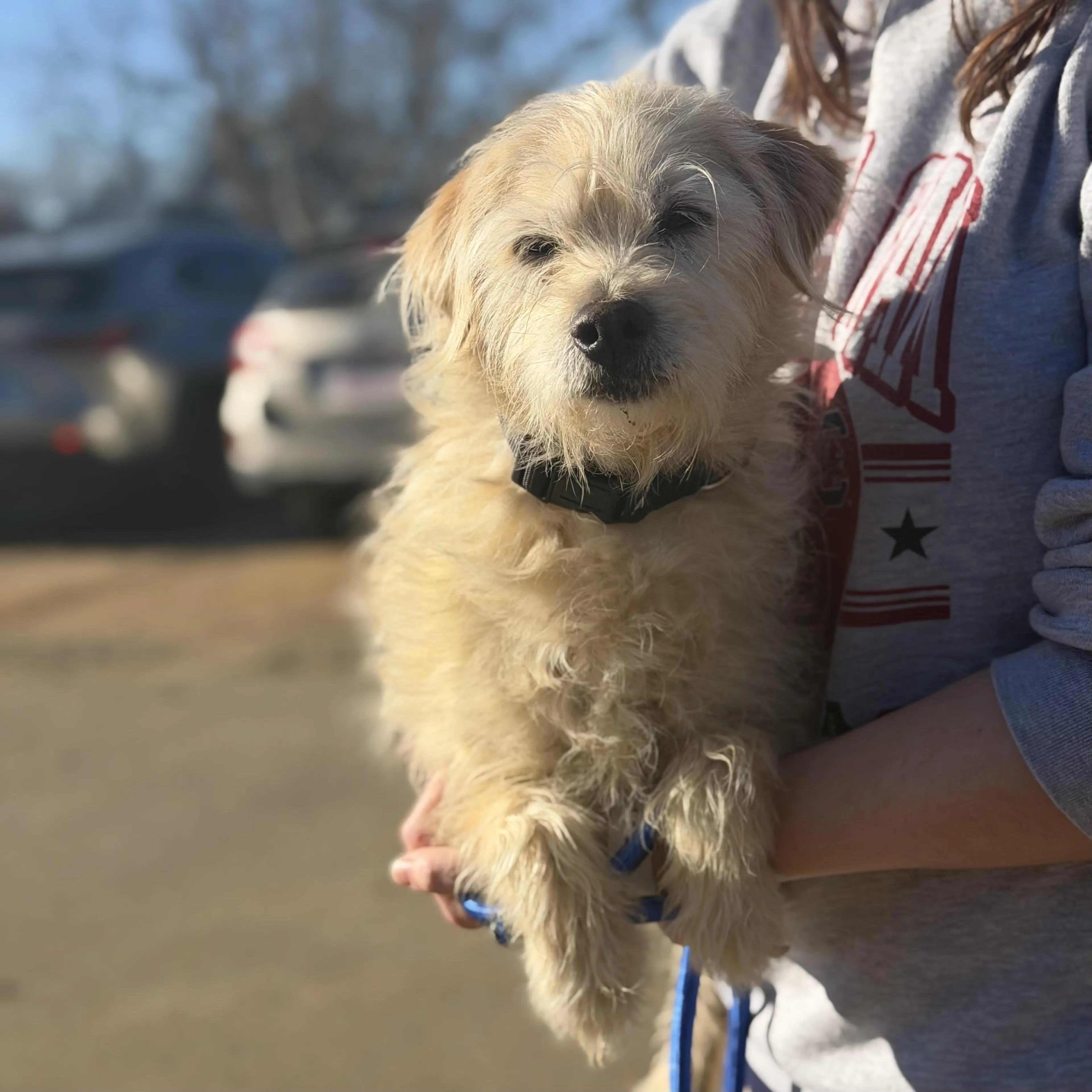 Found pet-1