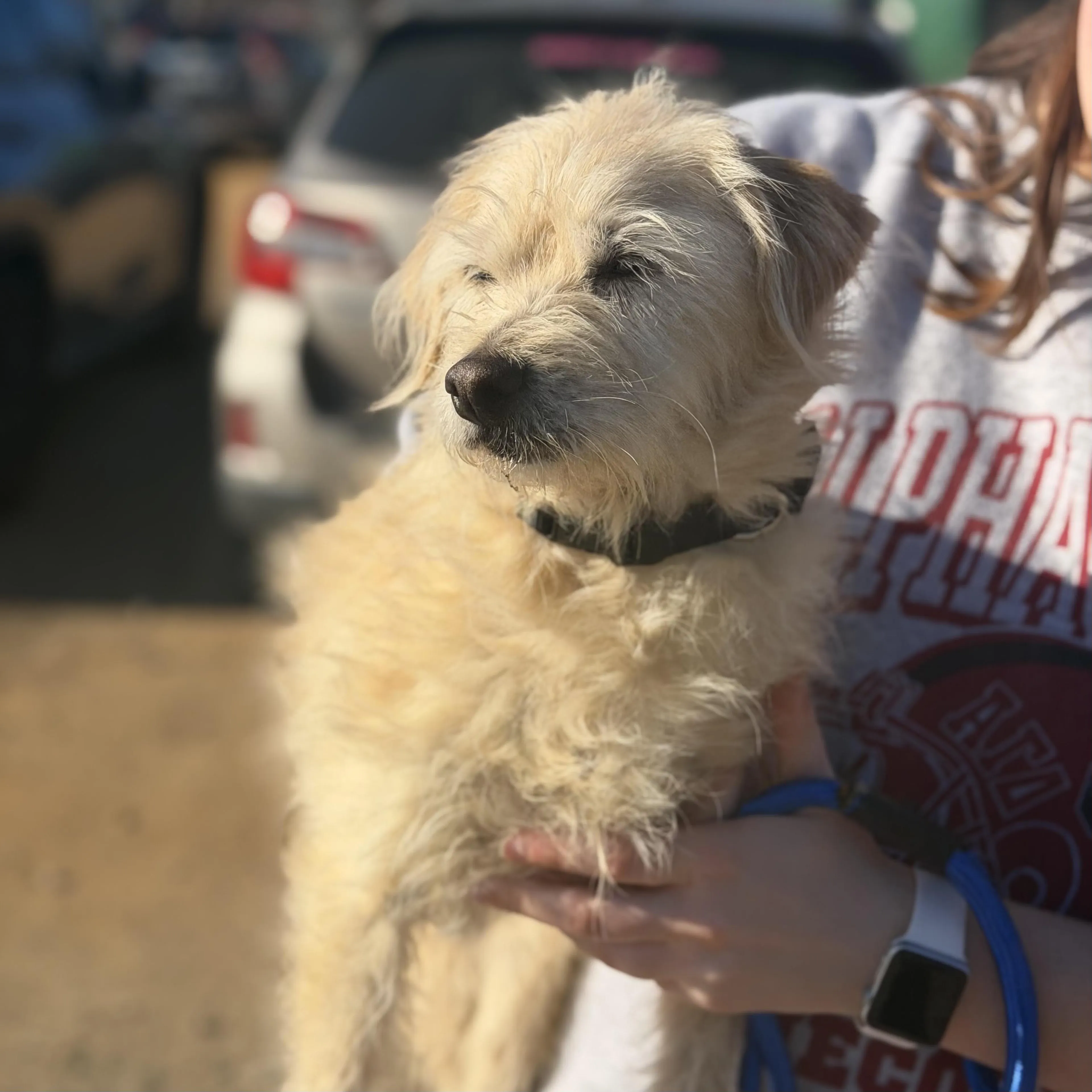 Found pet-2