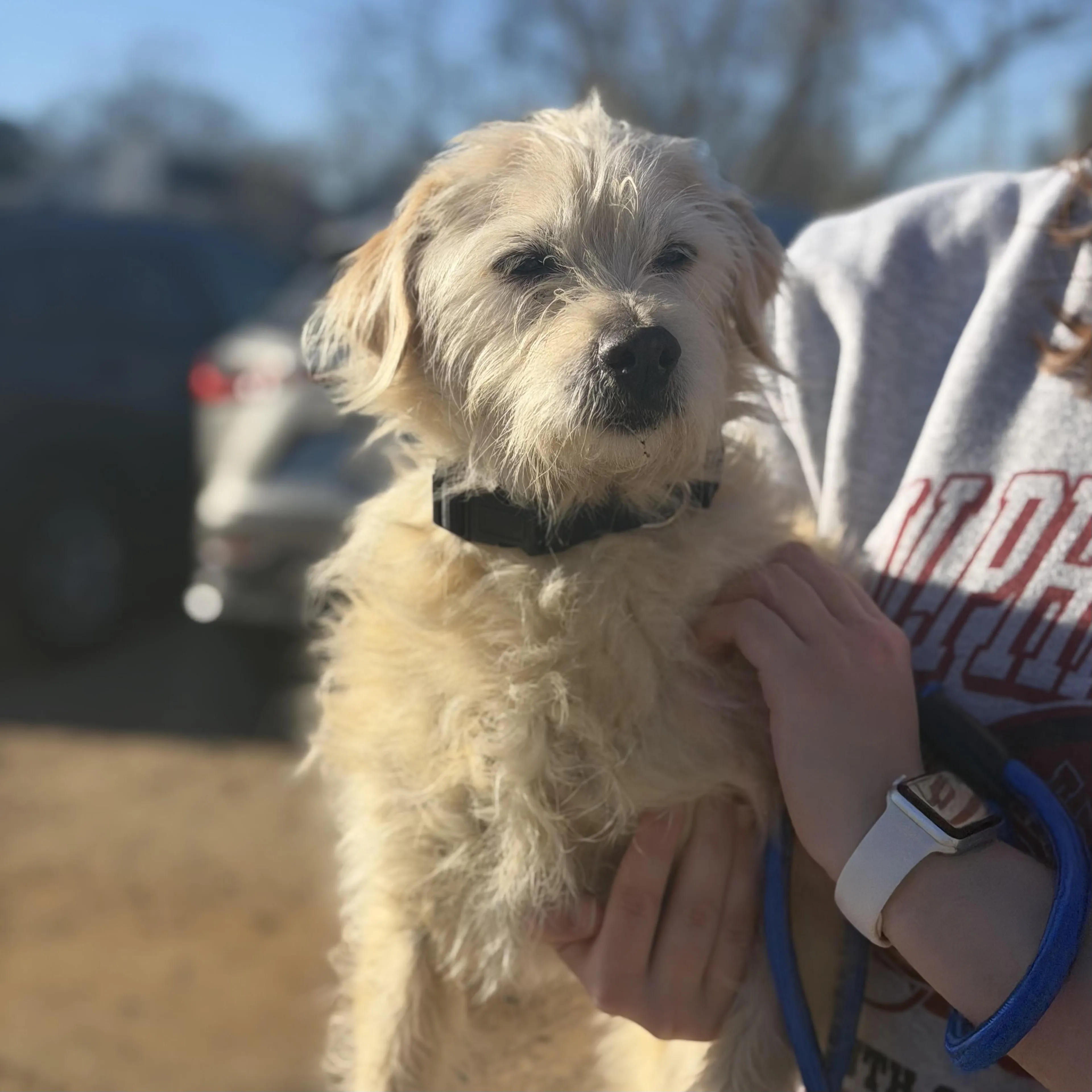 Found pet-4