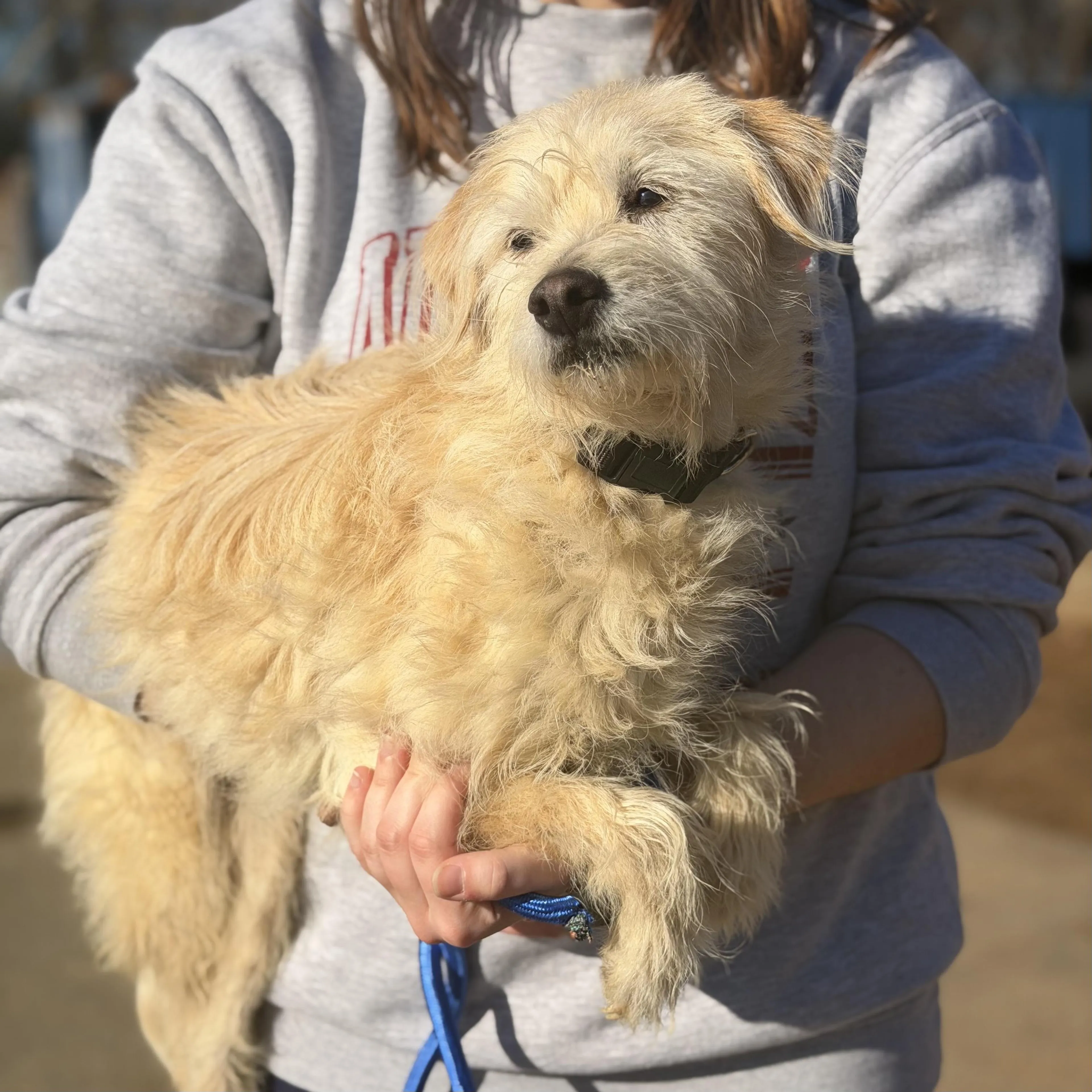 Found pet-5