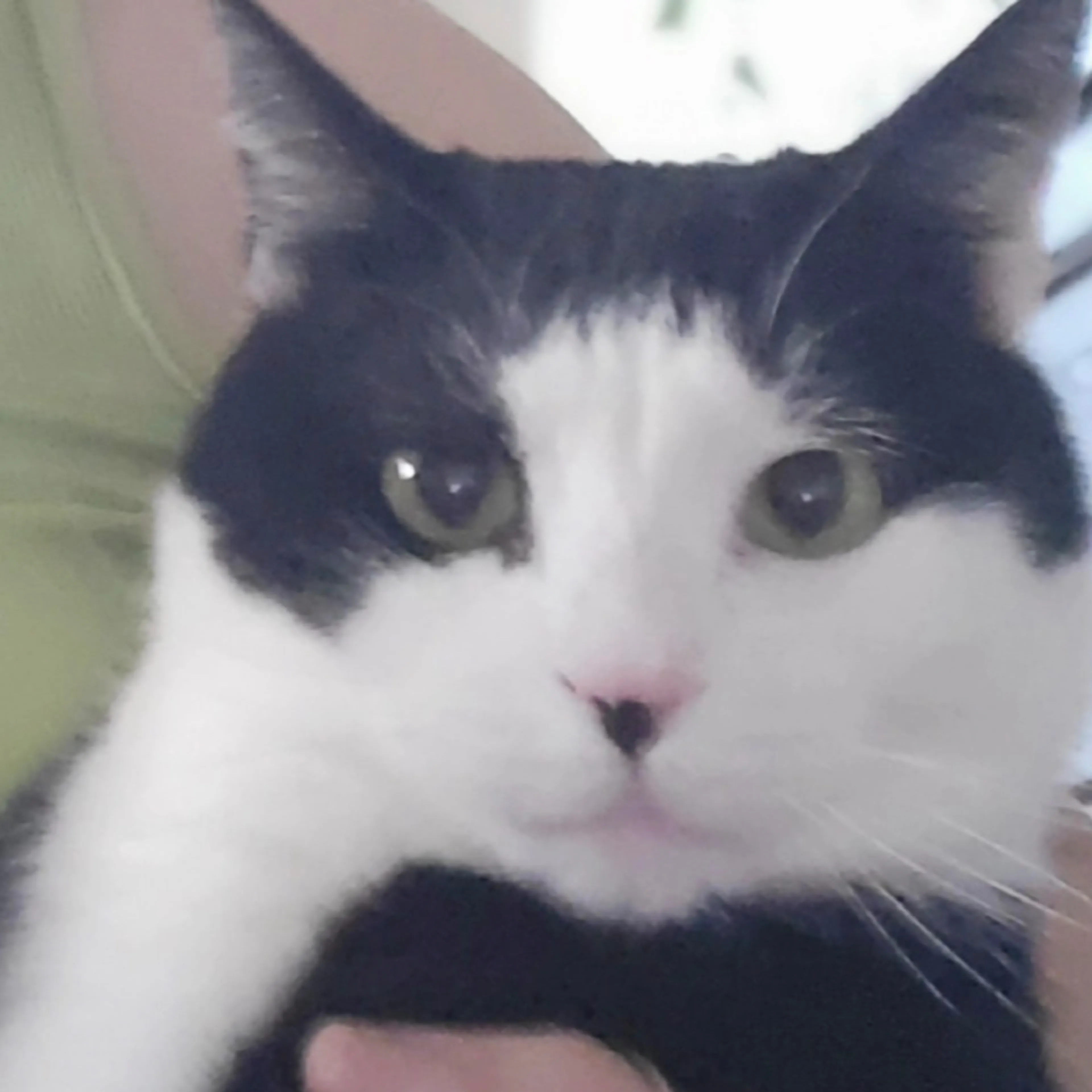Lost pet-2