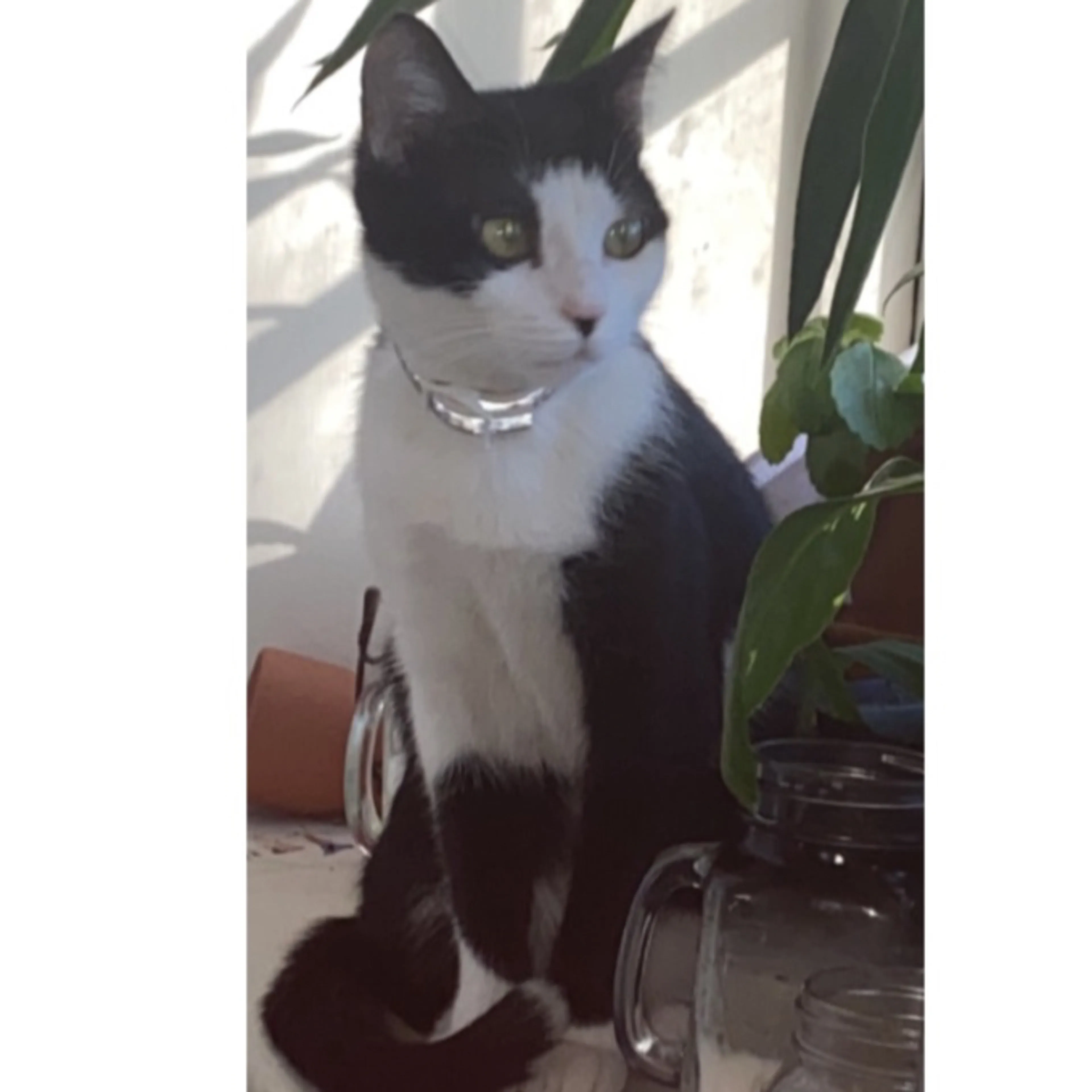 Lost pet-0