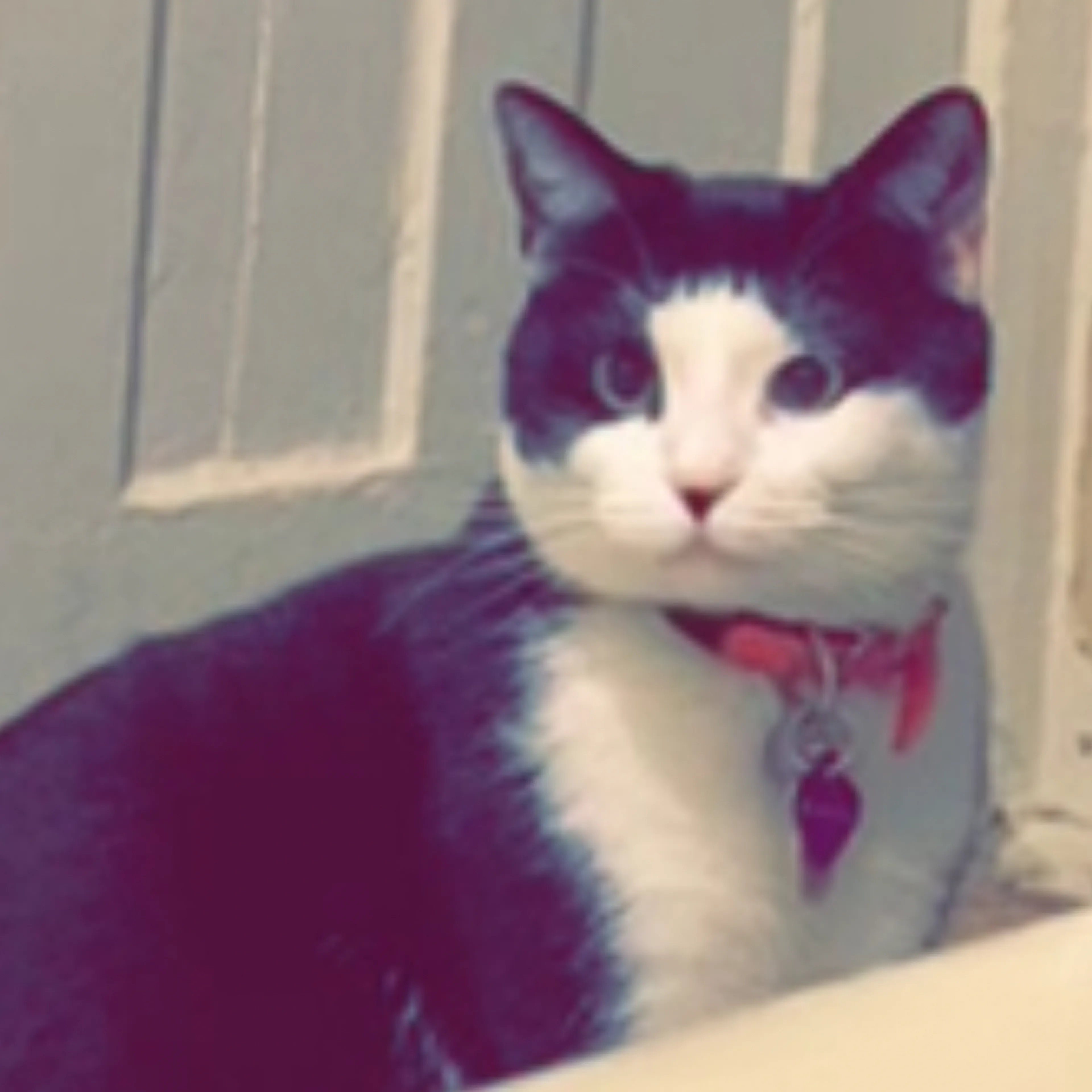 Lost pet-3