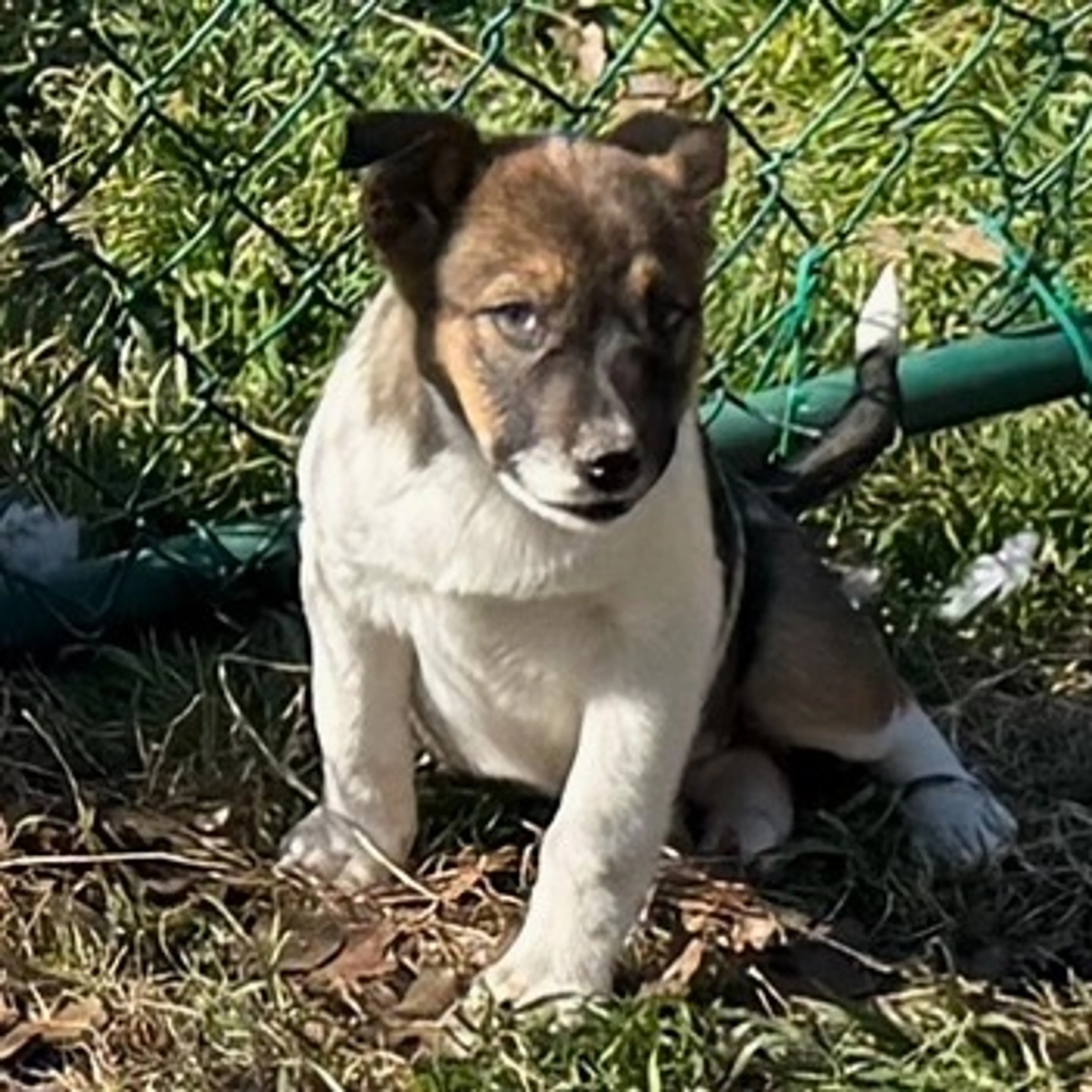 Found pet-2