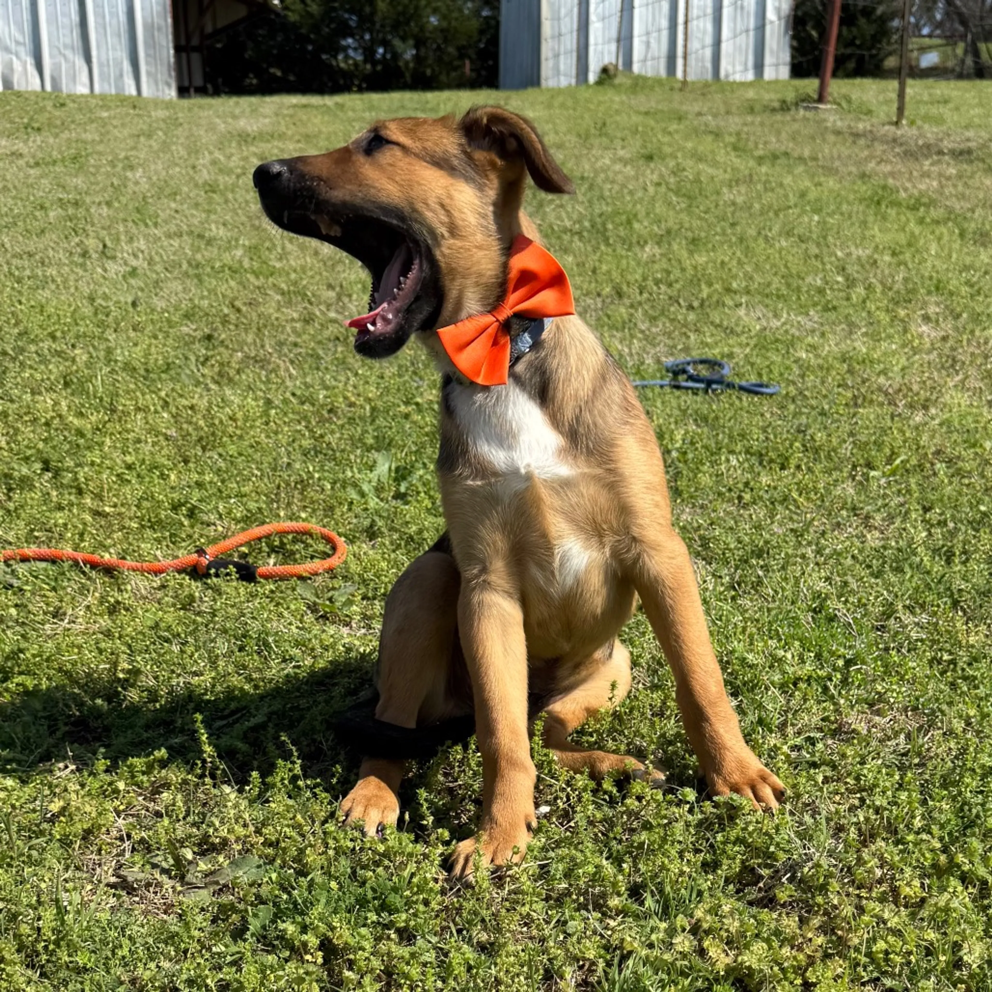 Found pet-2
