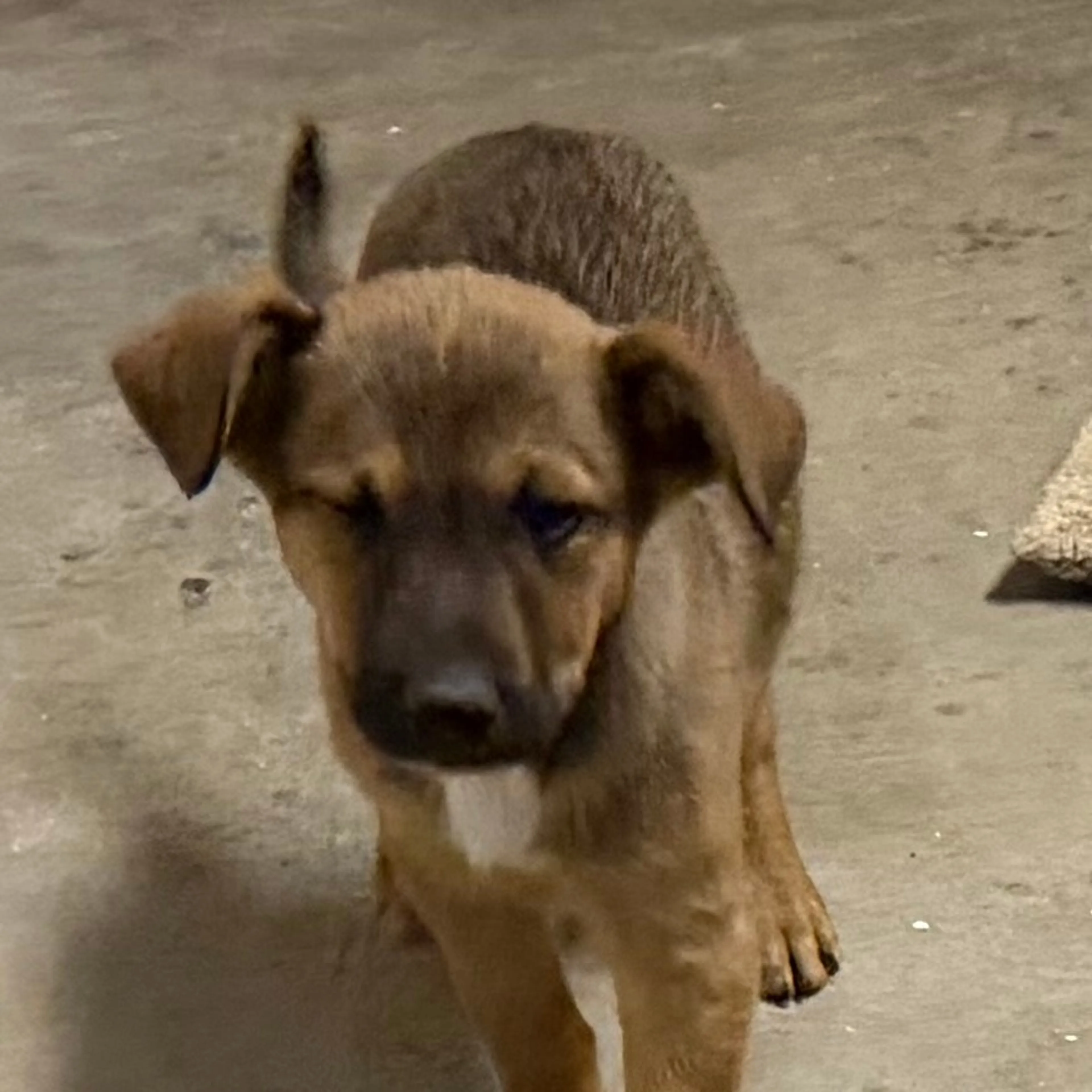 Found pet-5