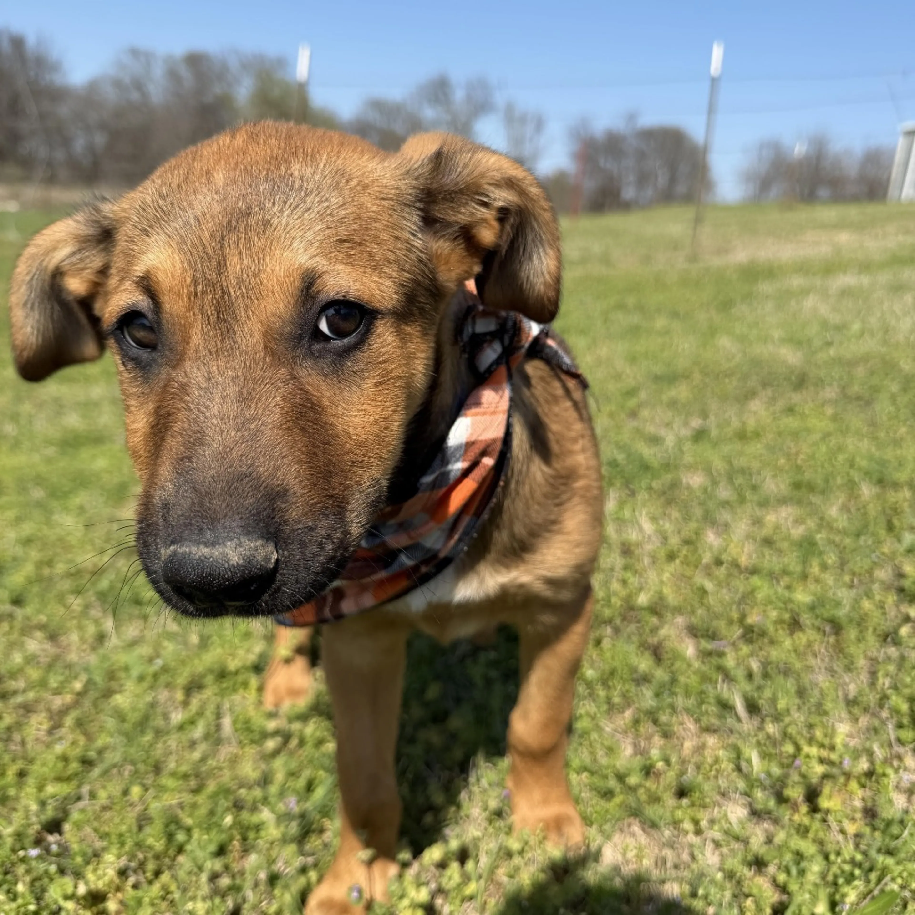 Found pet-8