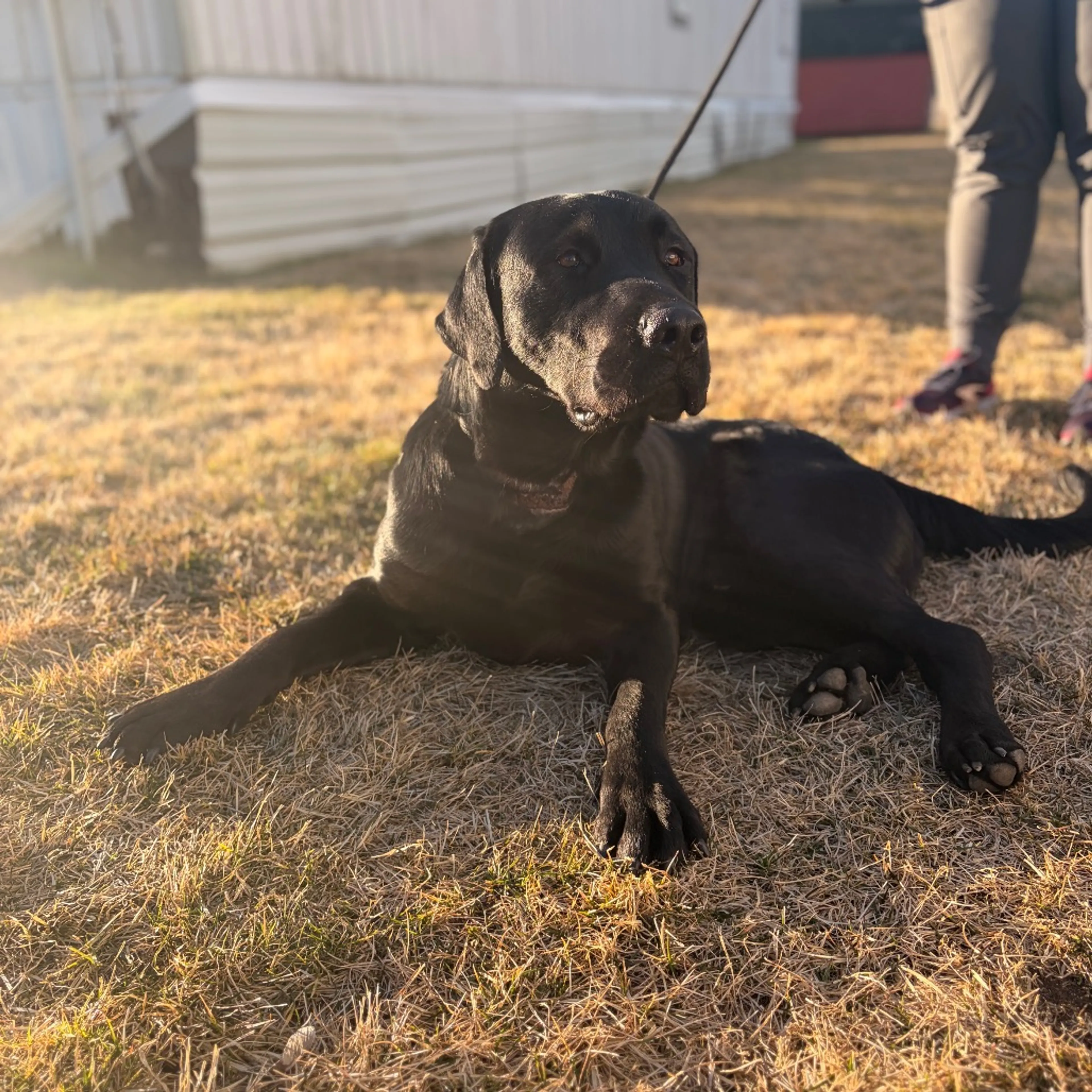 Found pet-6