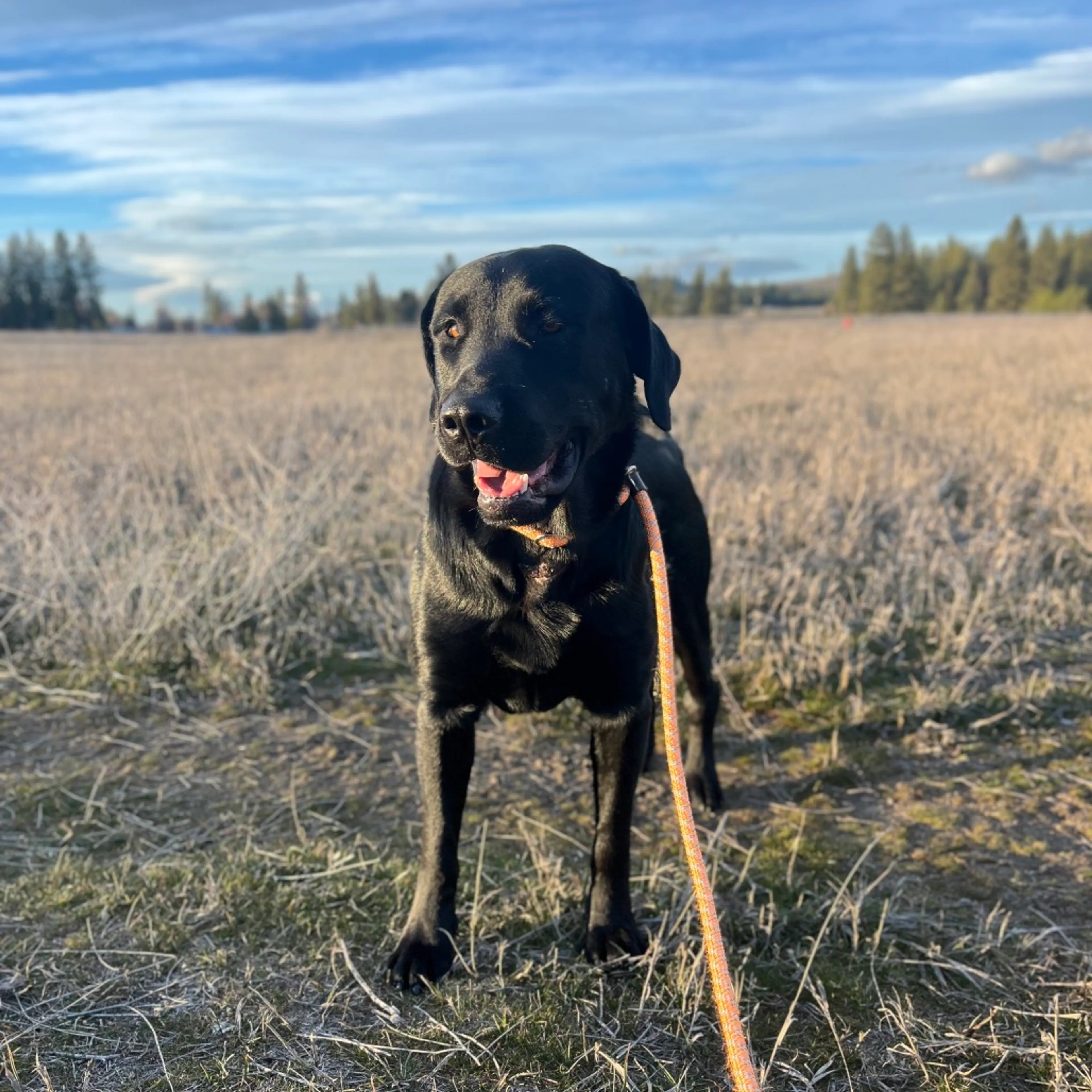 Found pet-13