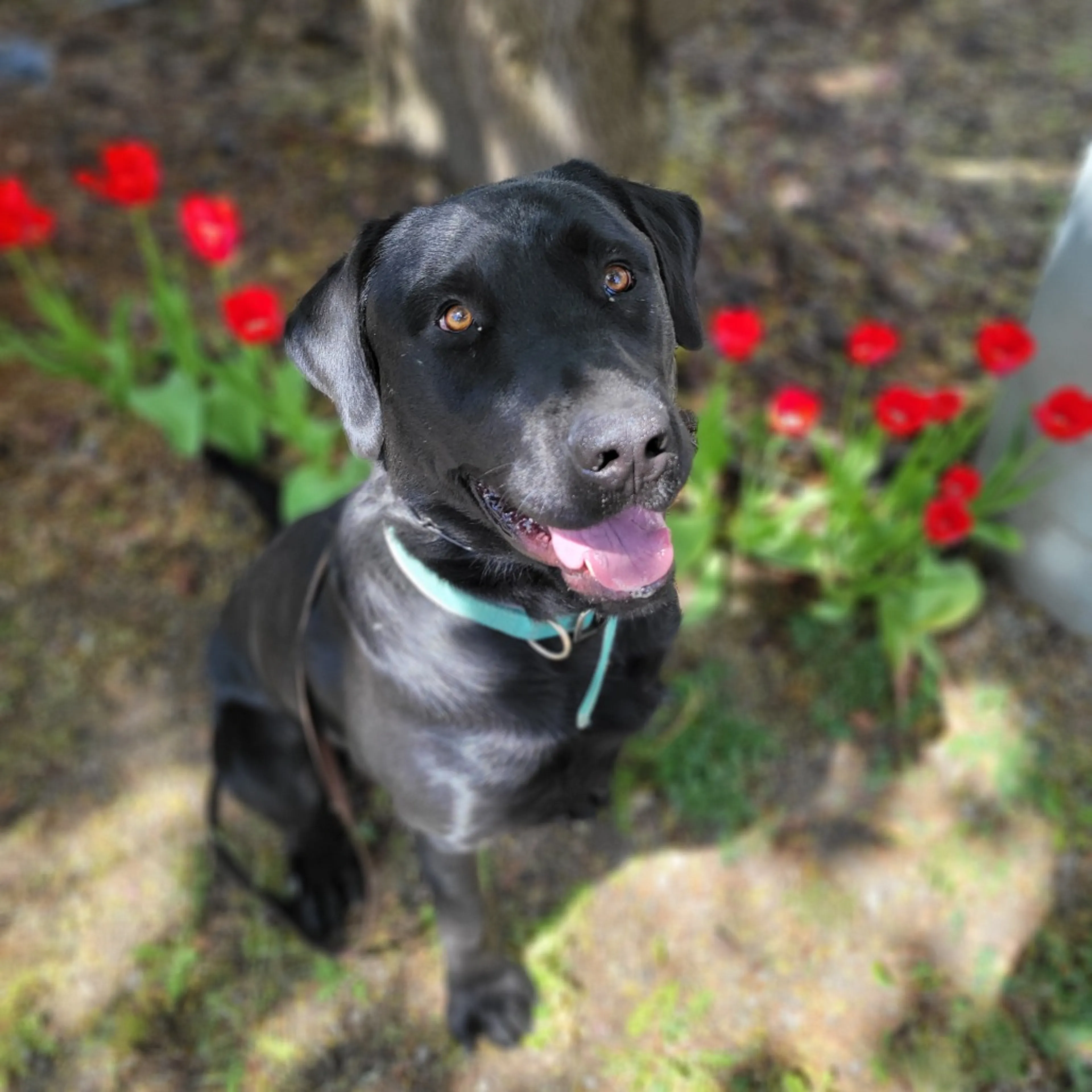 Found pet-2