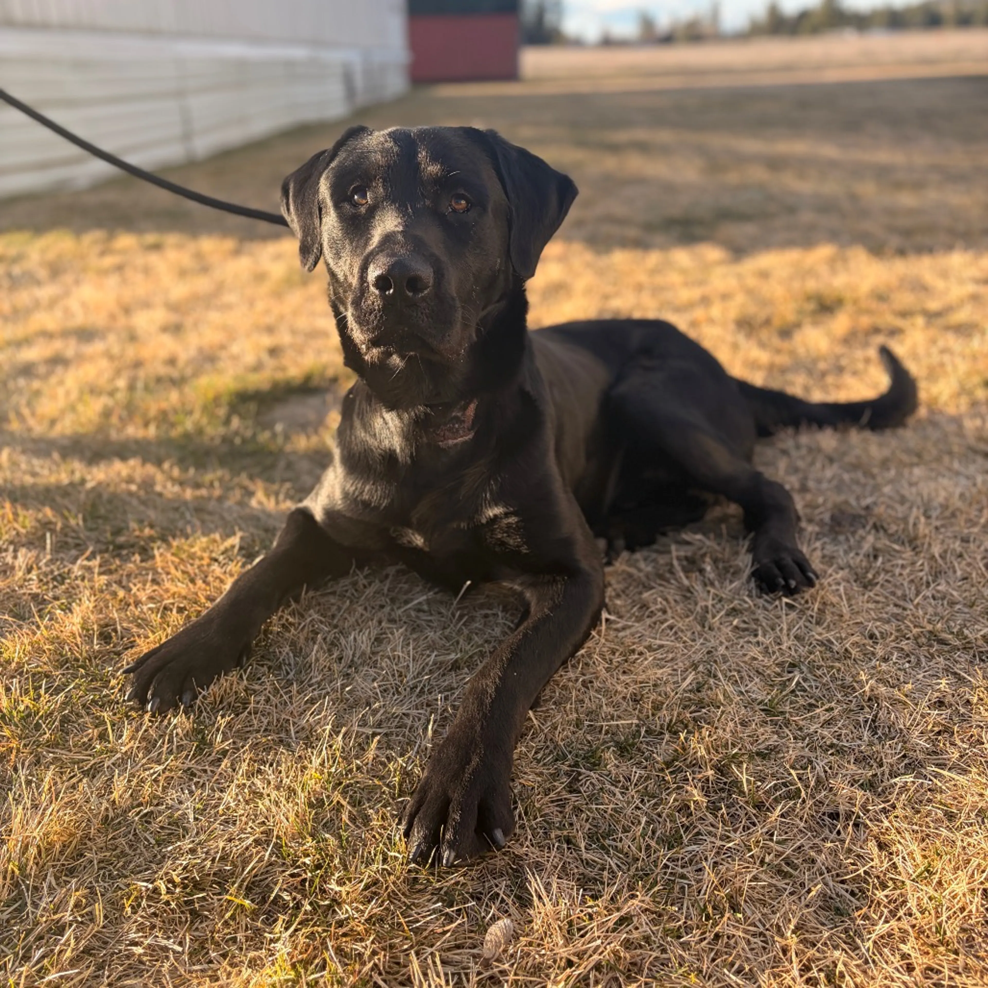 Found pet-3