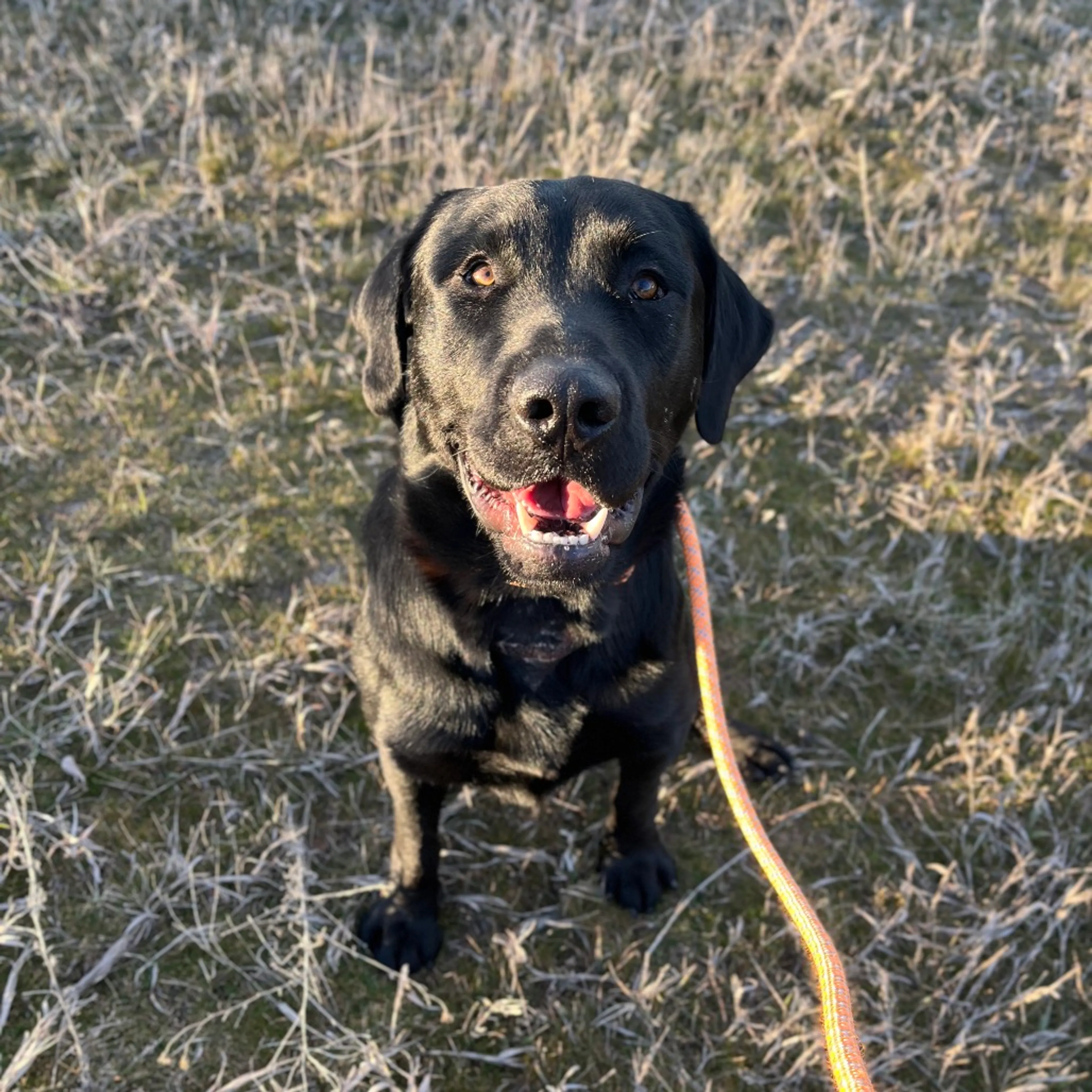 Found pet-11