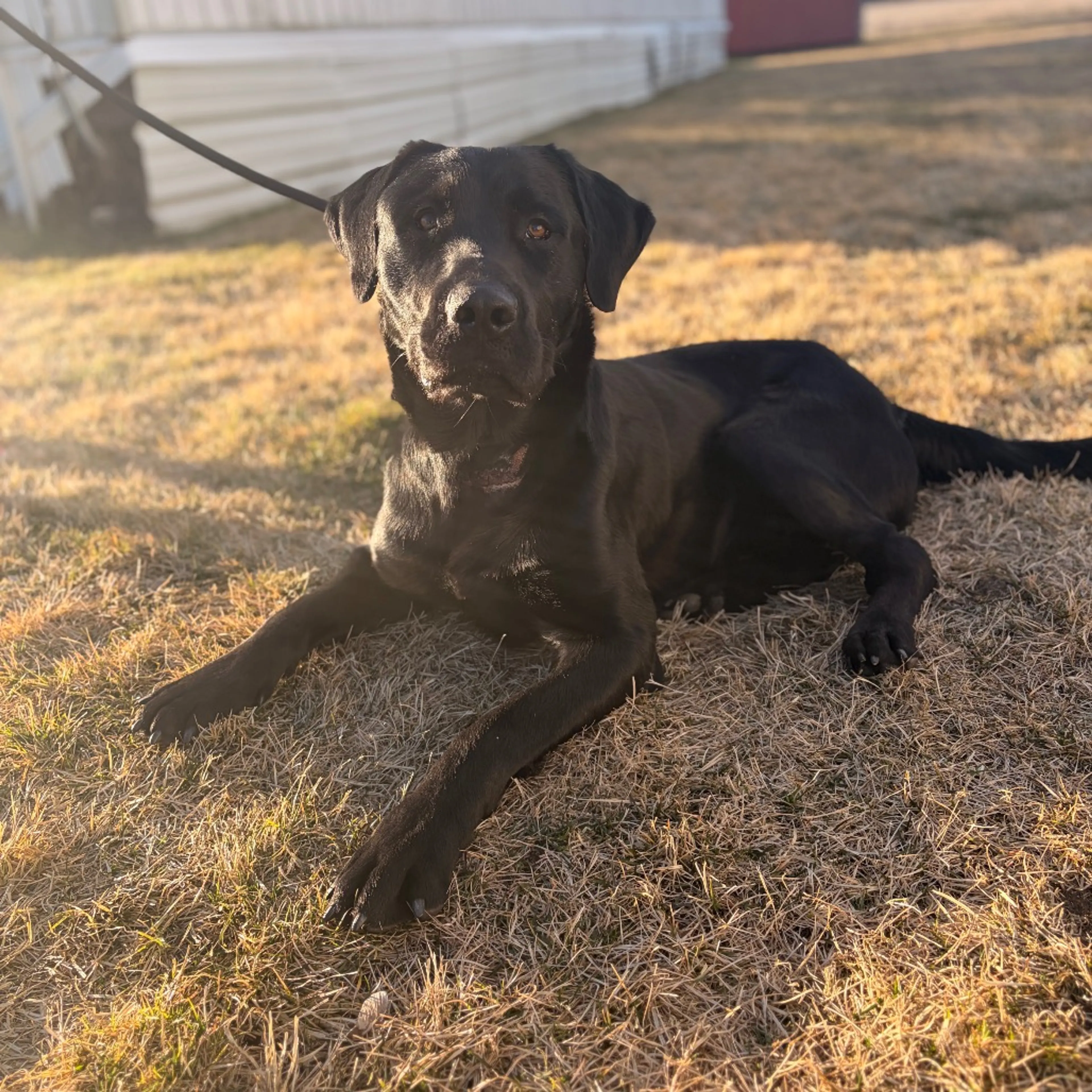Found pet-4