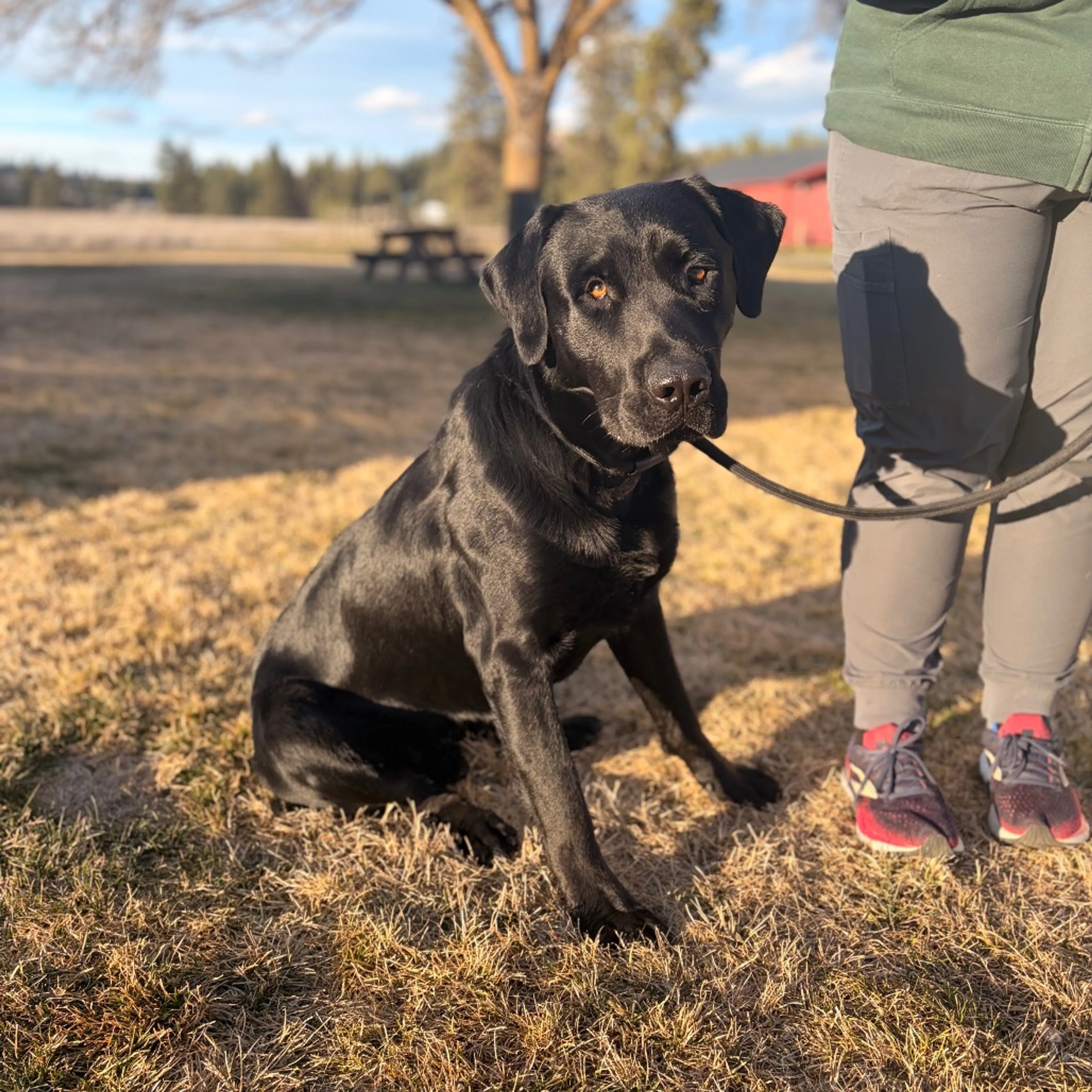 Found pet-9