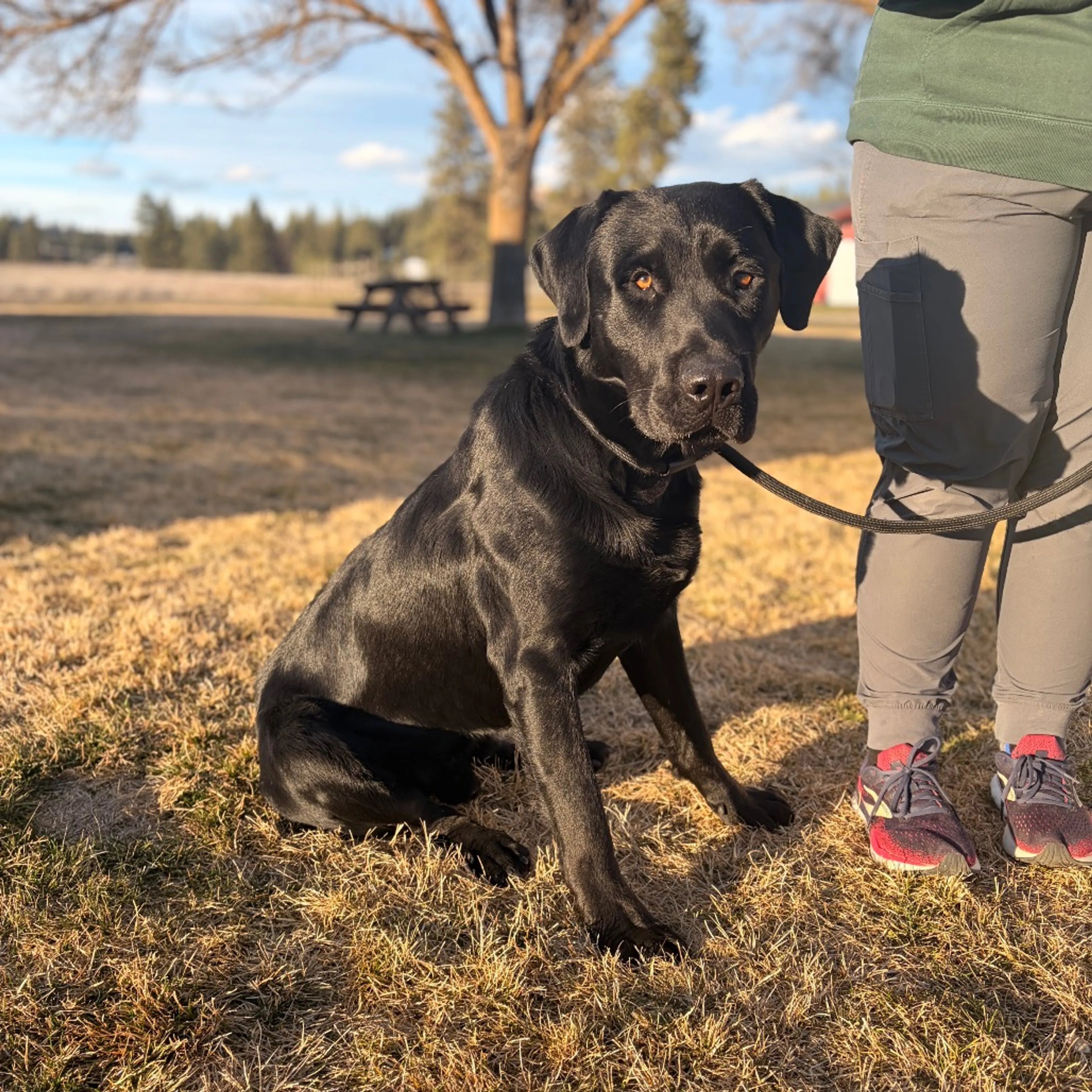 Found pet-8