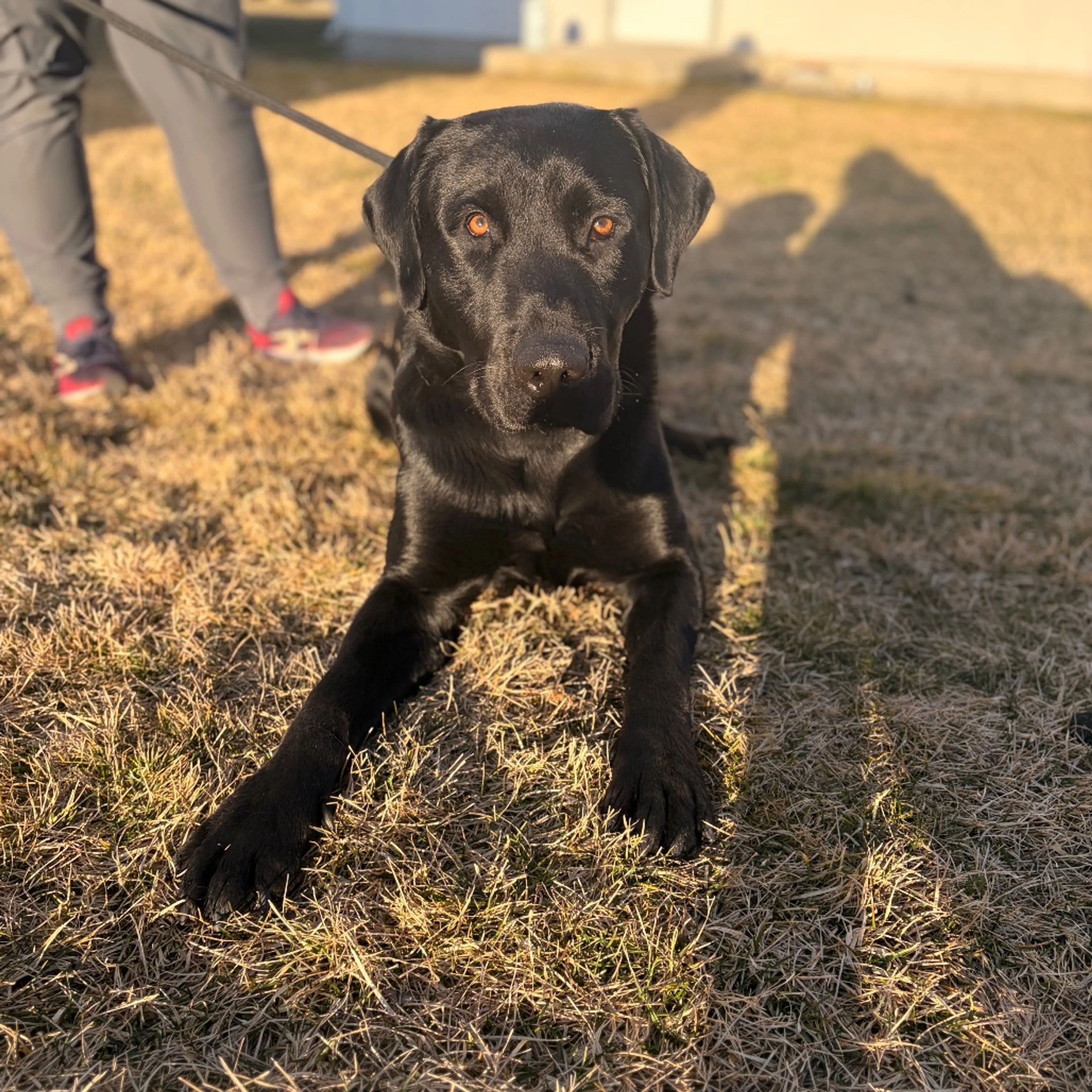 Found pet-7