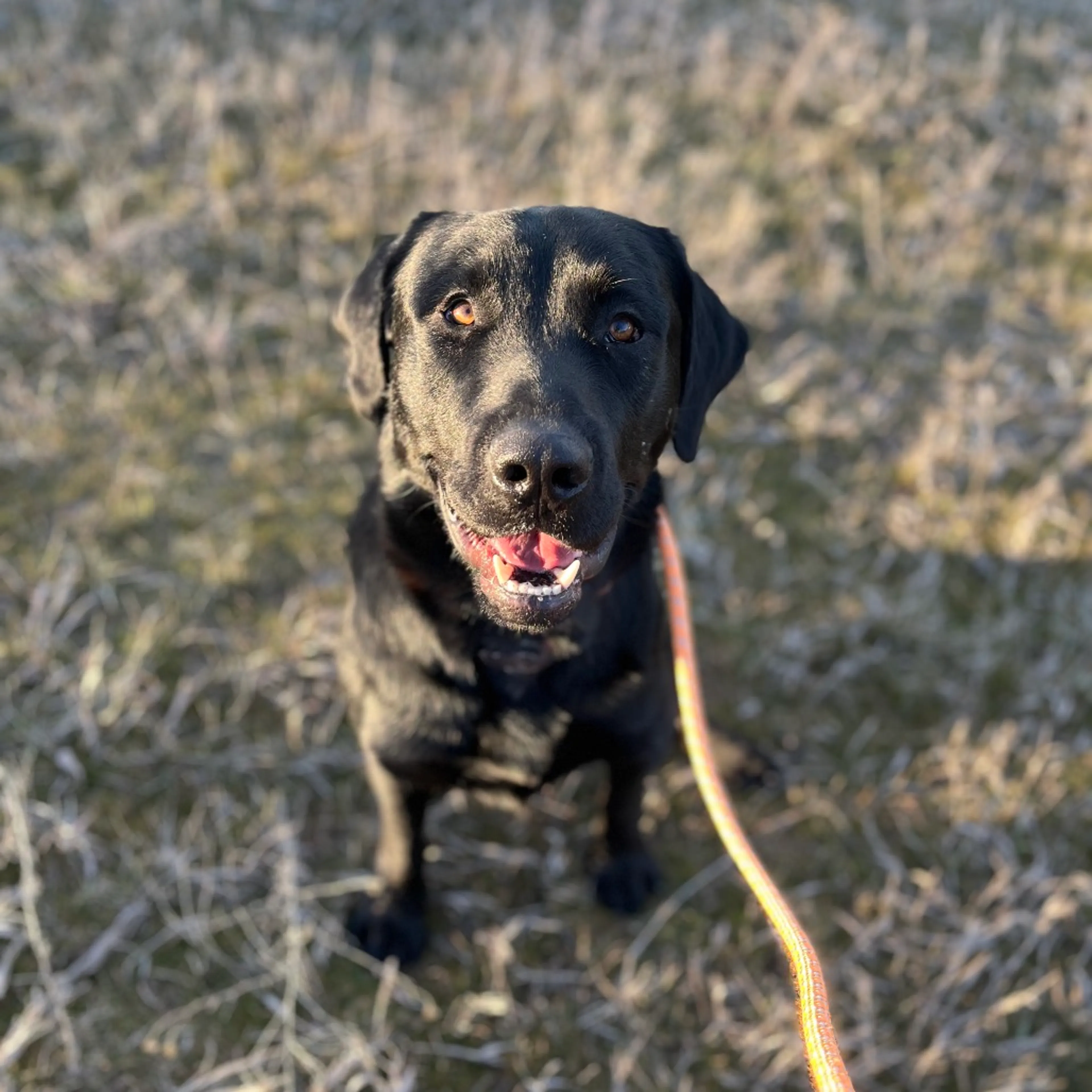 Found pet-10