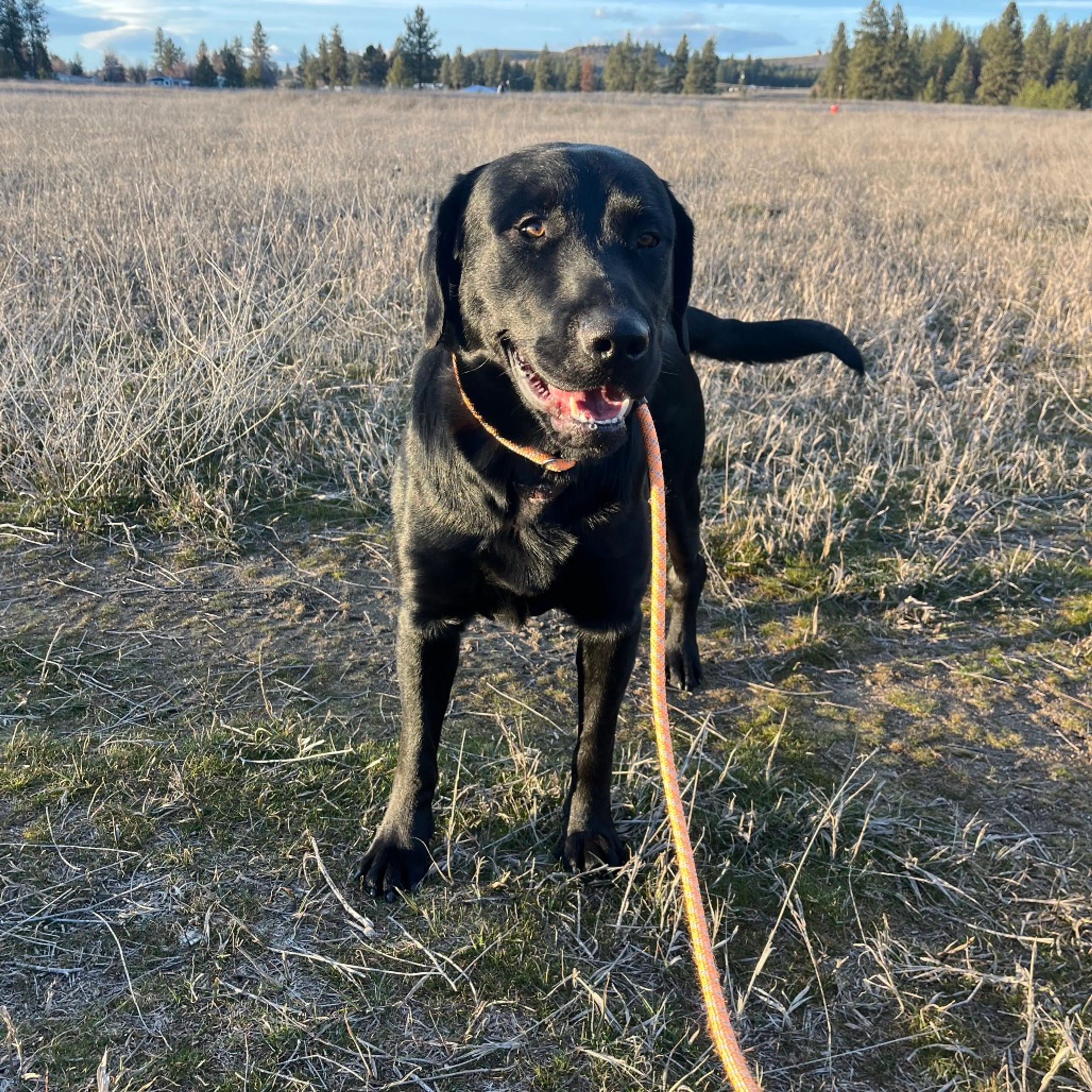 Found pet-12