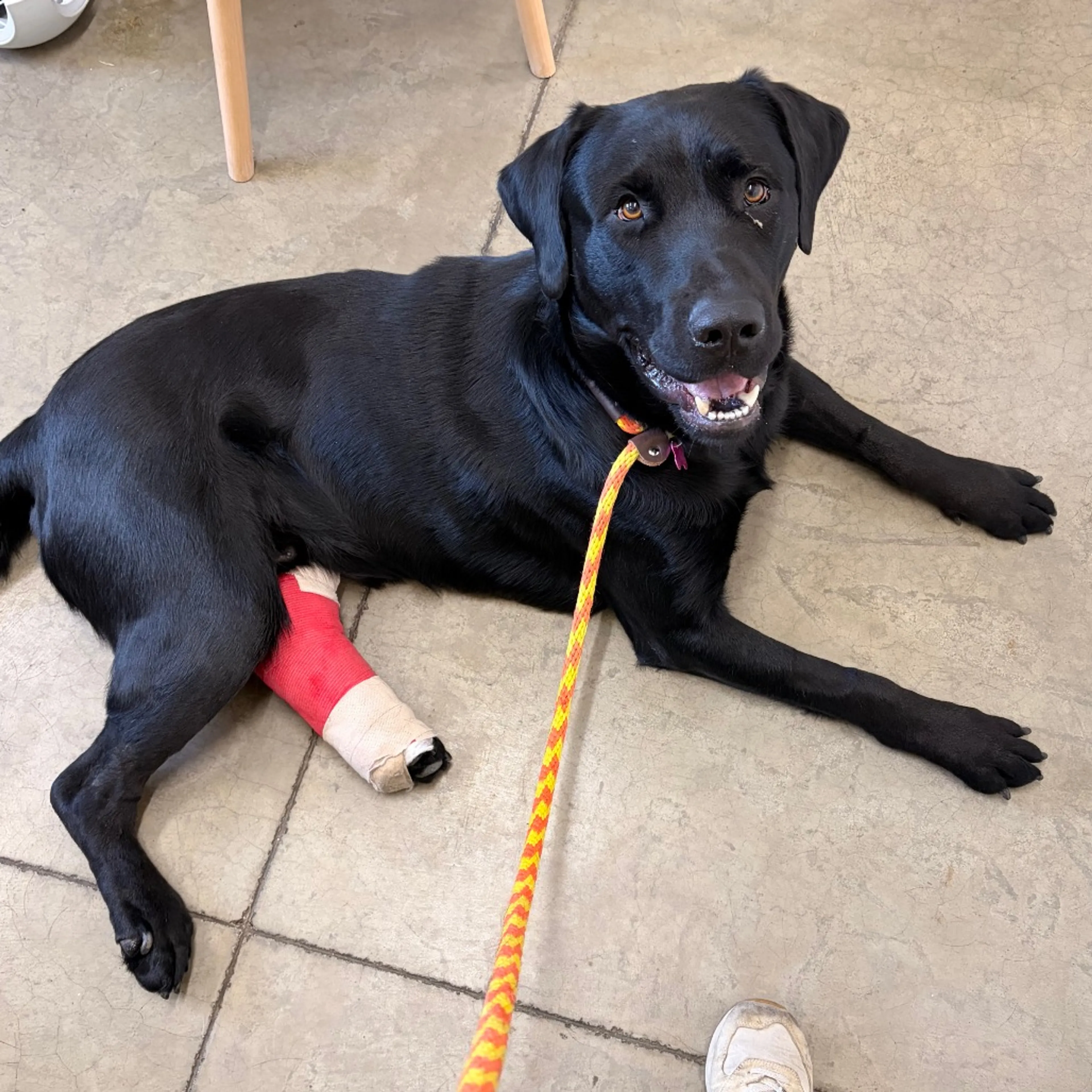 Found pet-14