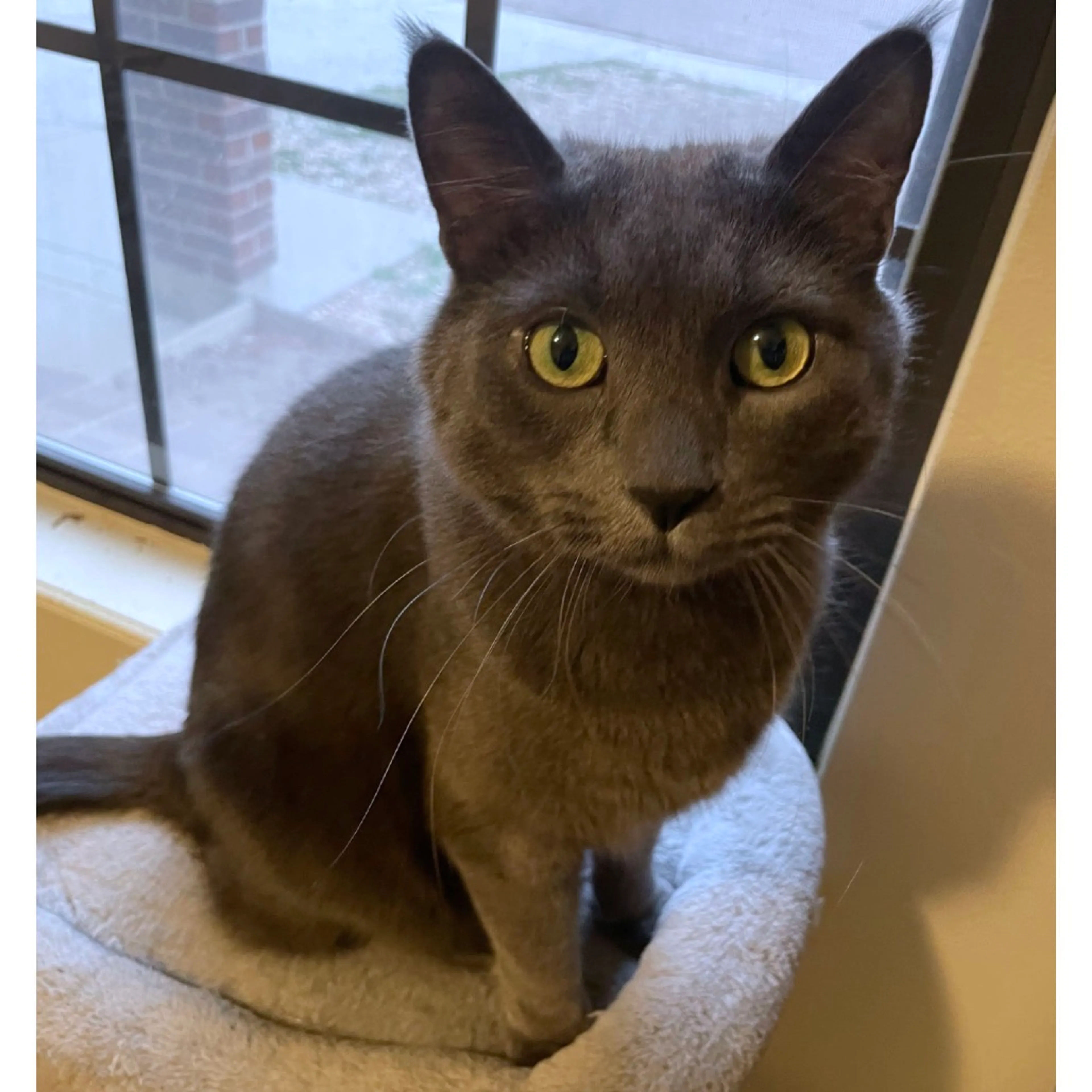 Found pet