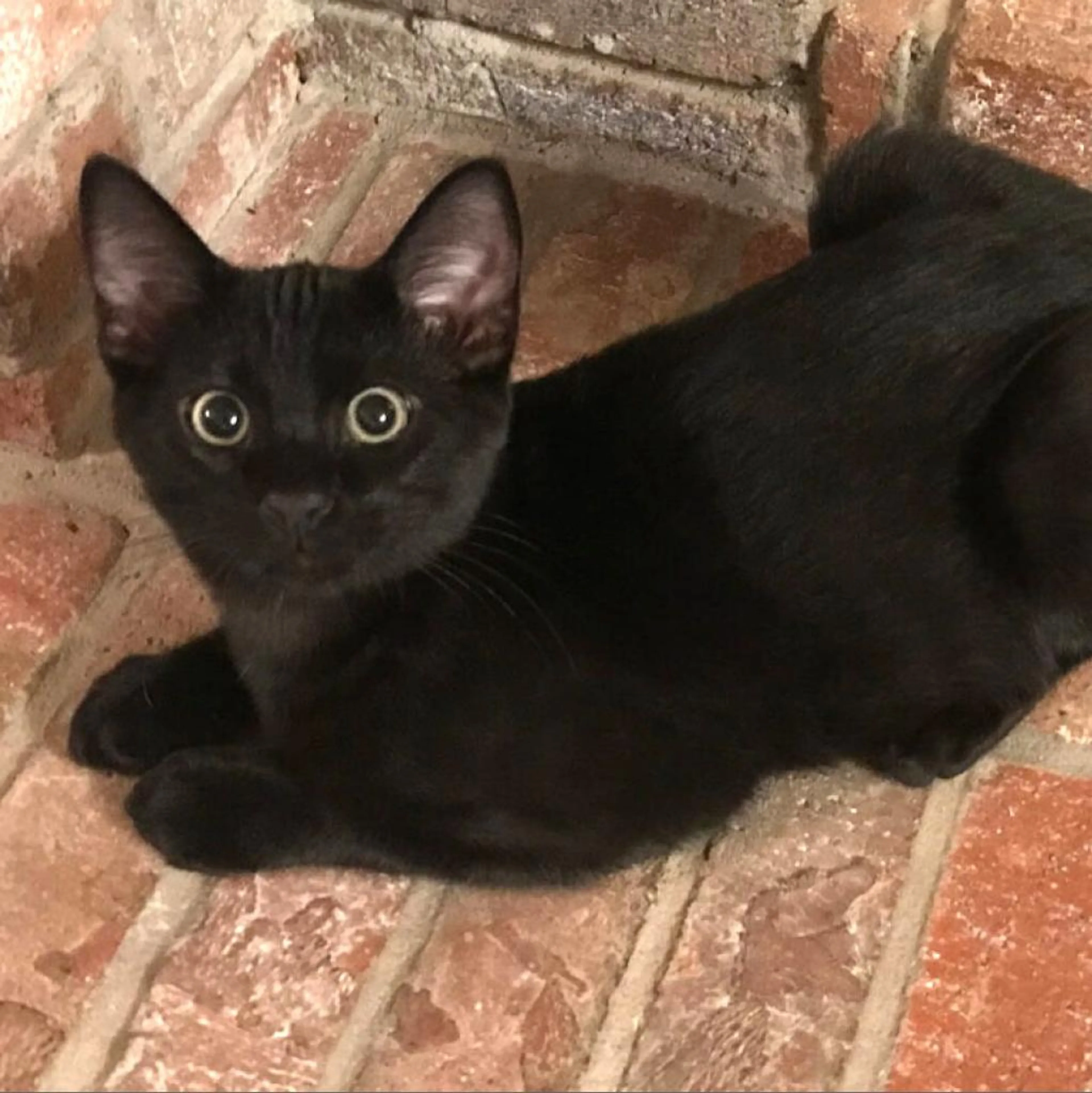 Found pet-1