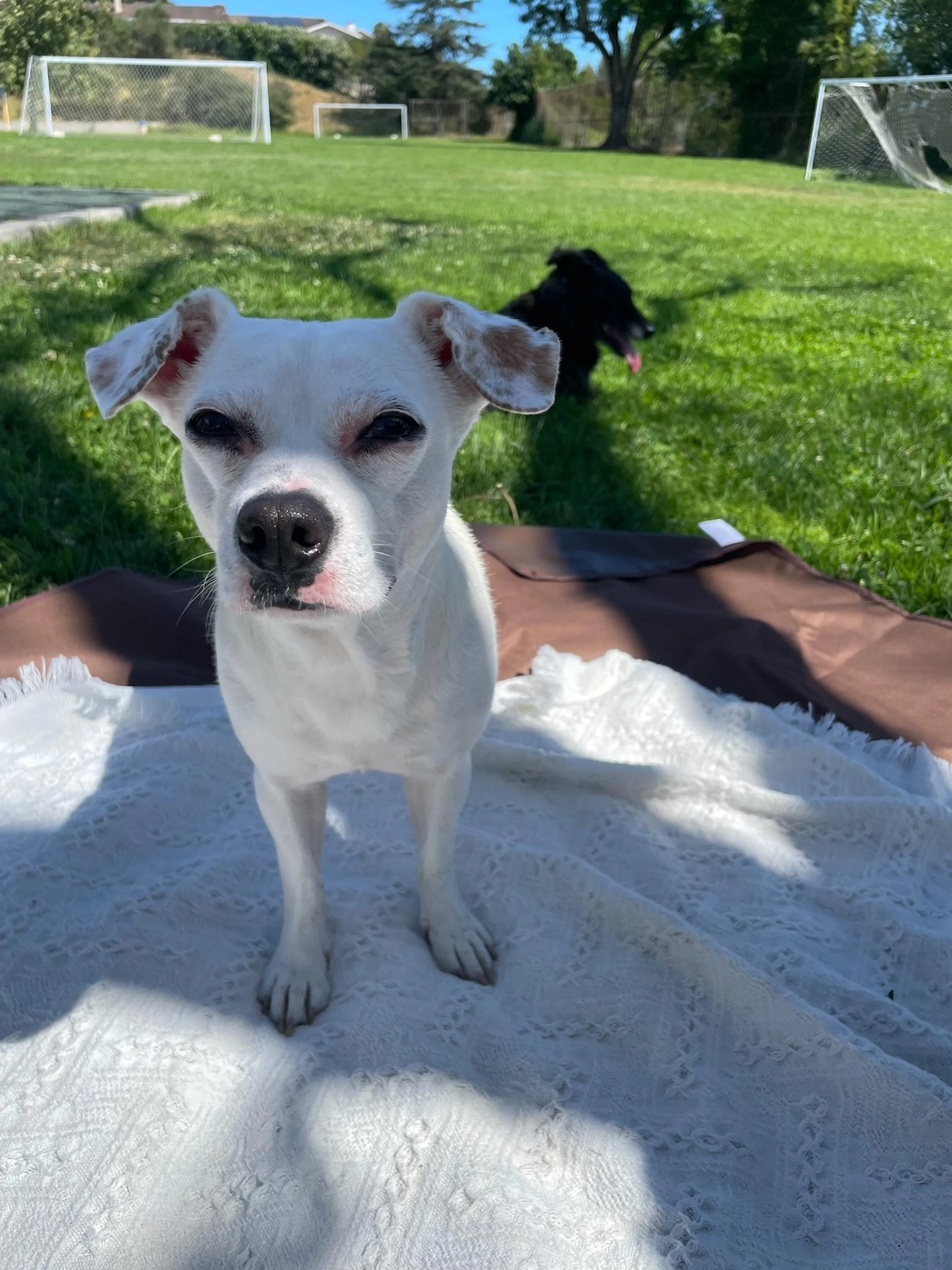 Found pet-2