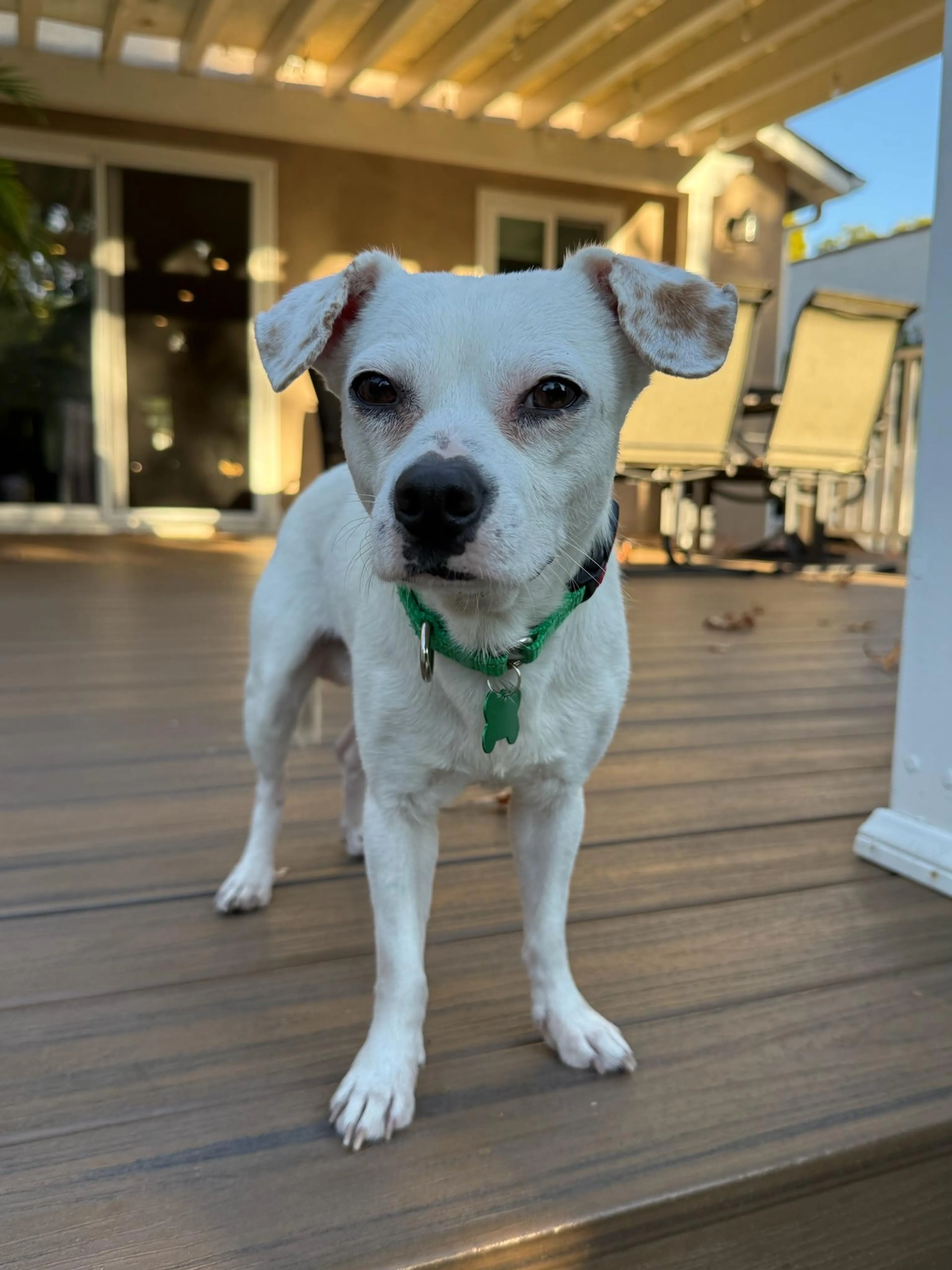 Found pet-3