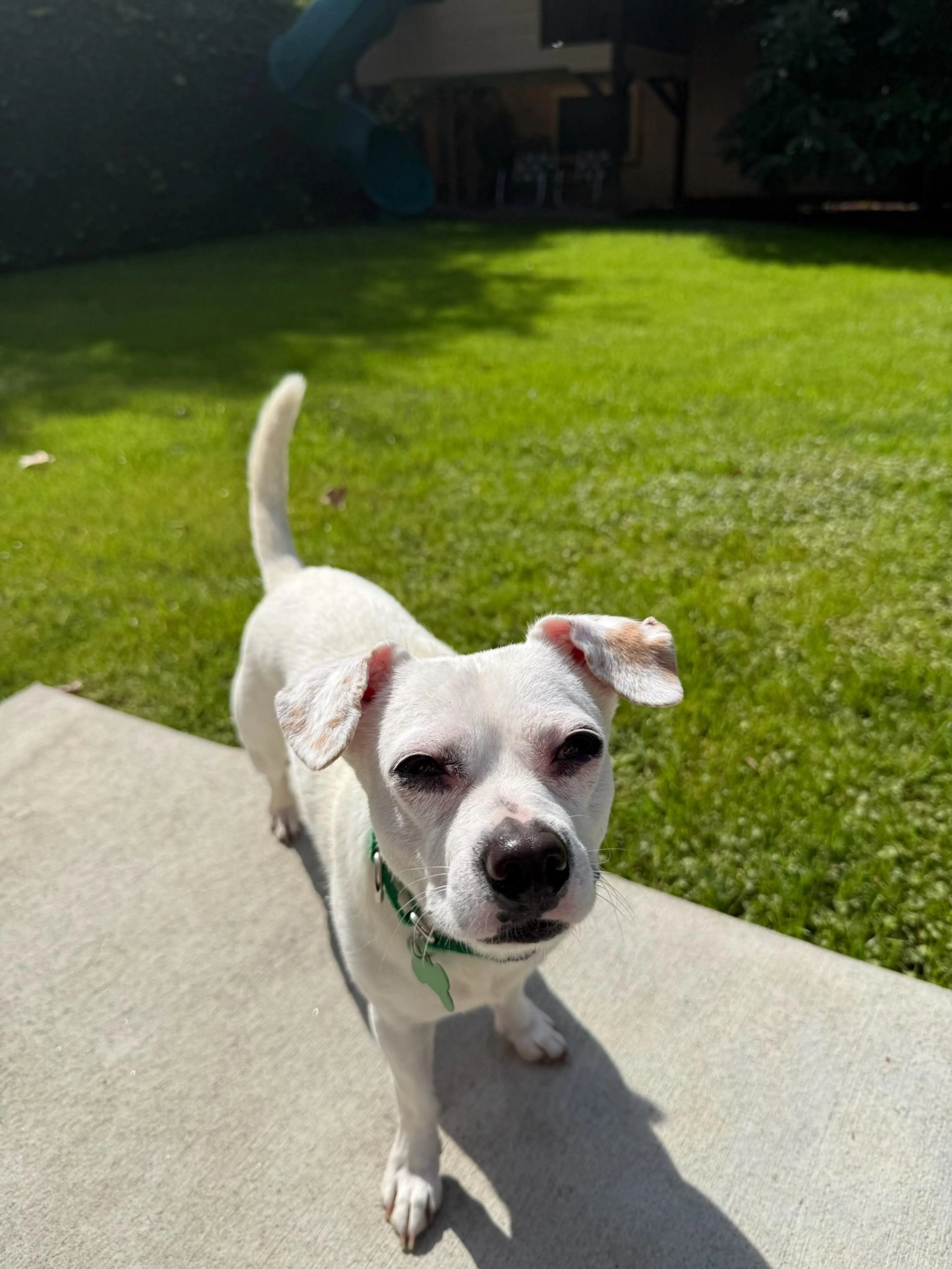 Found pet-1