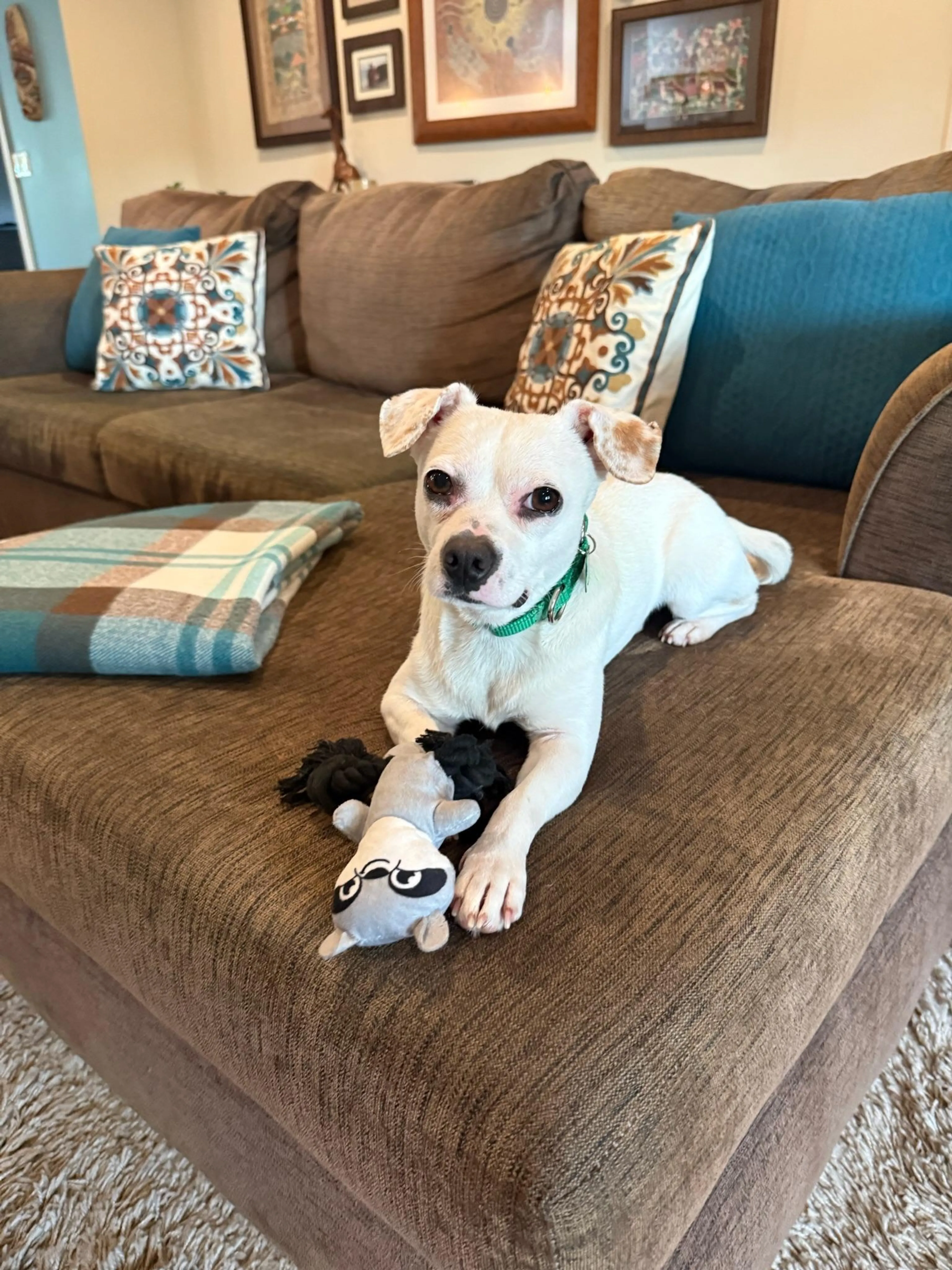 Found pet-4