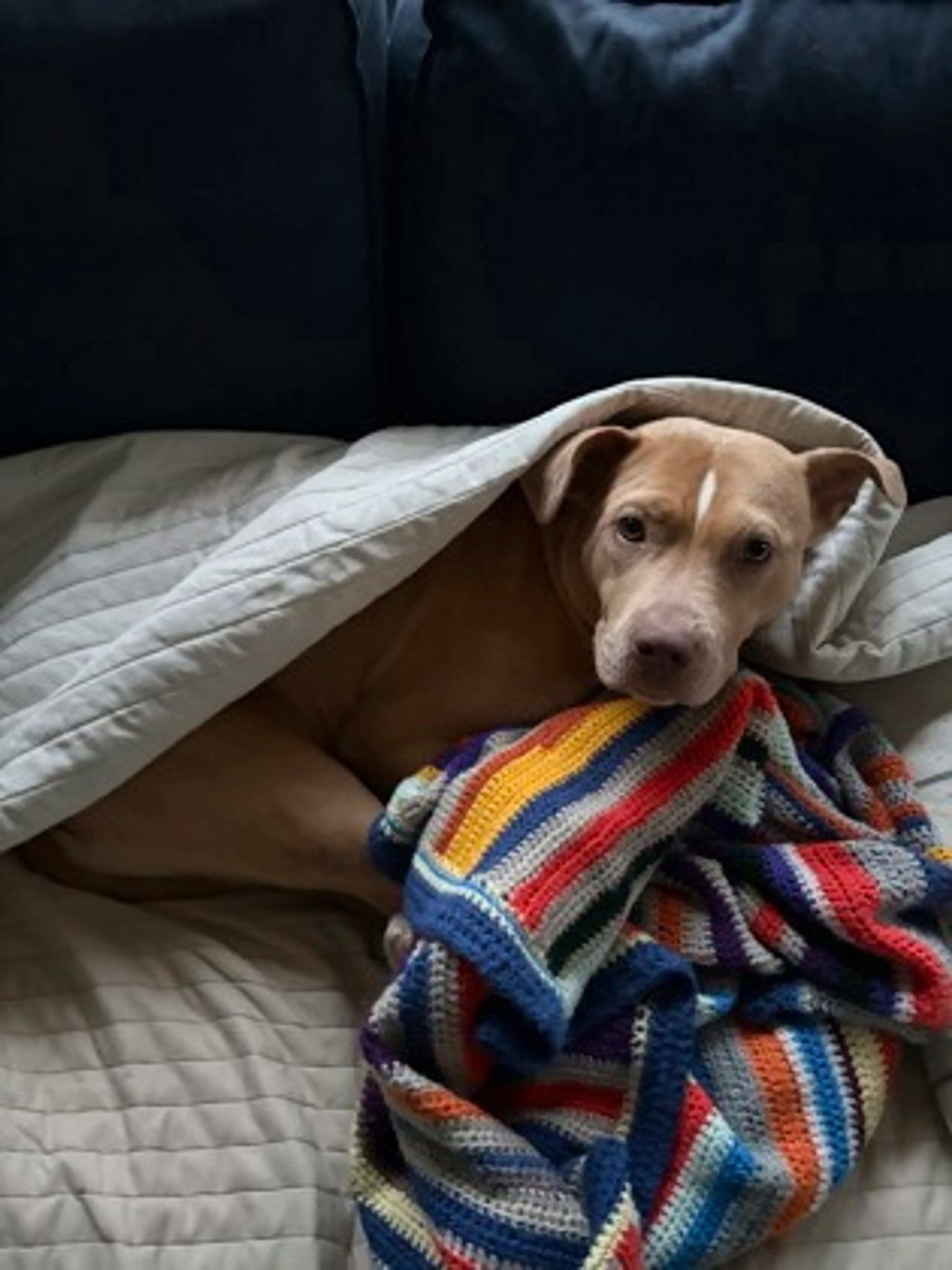 Found pet-1